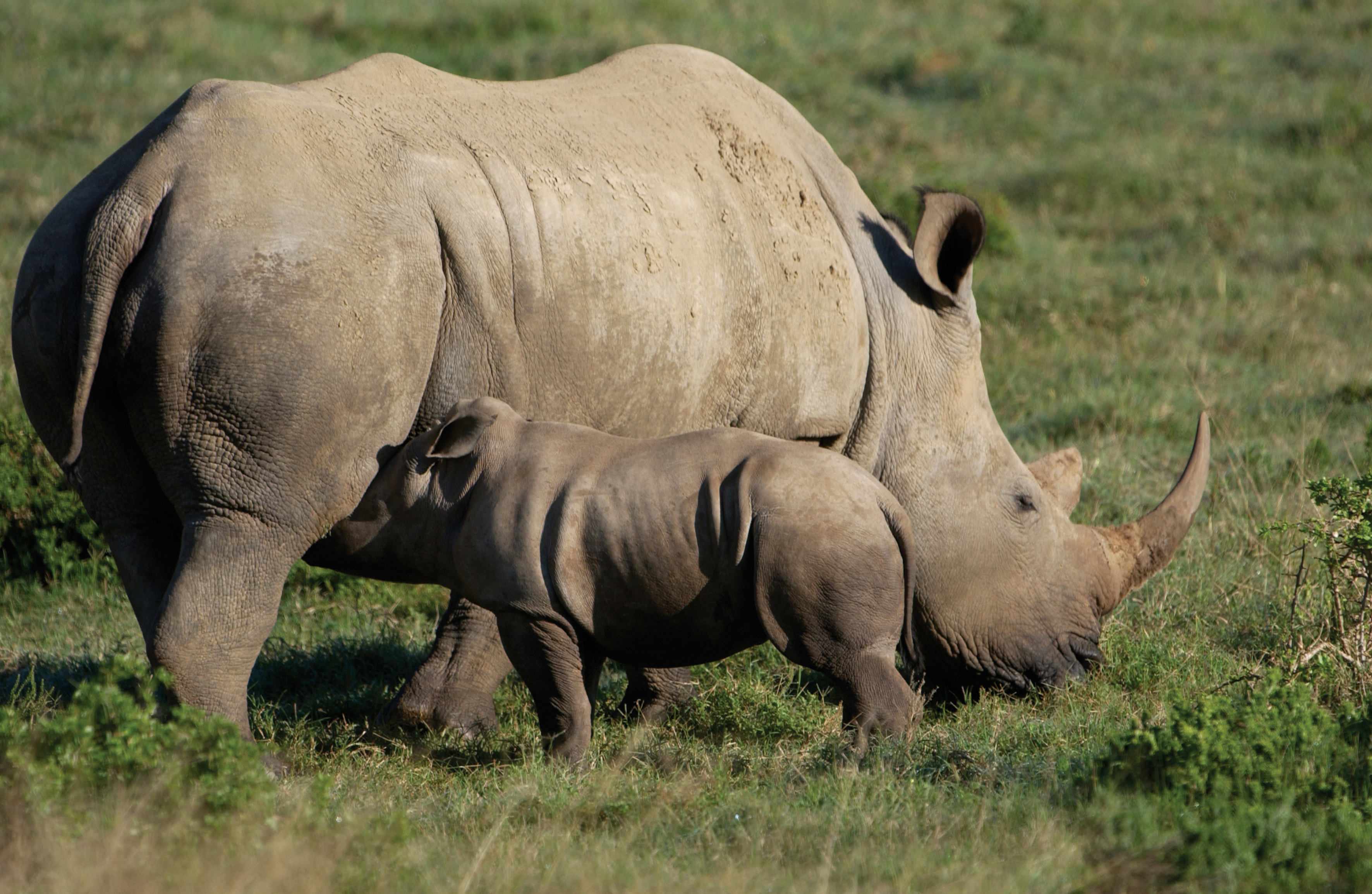 Mother and baby Rhino