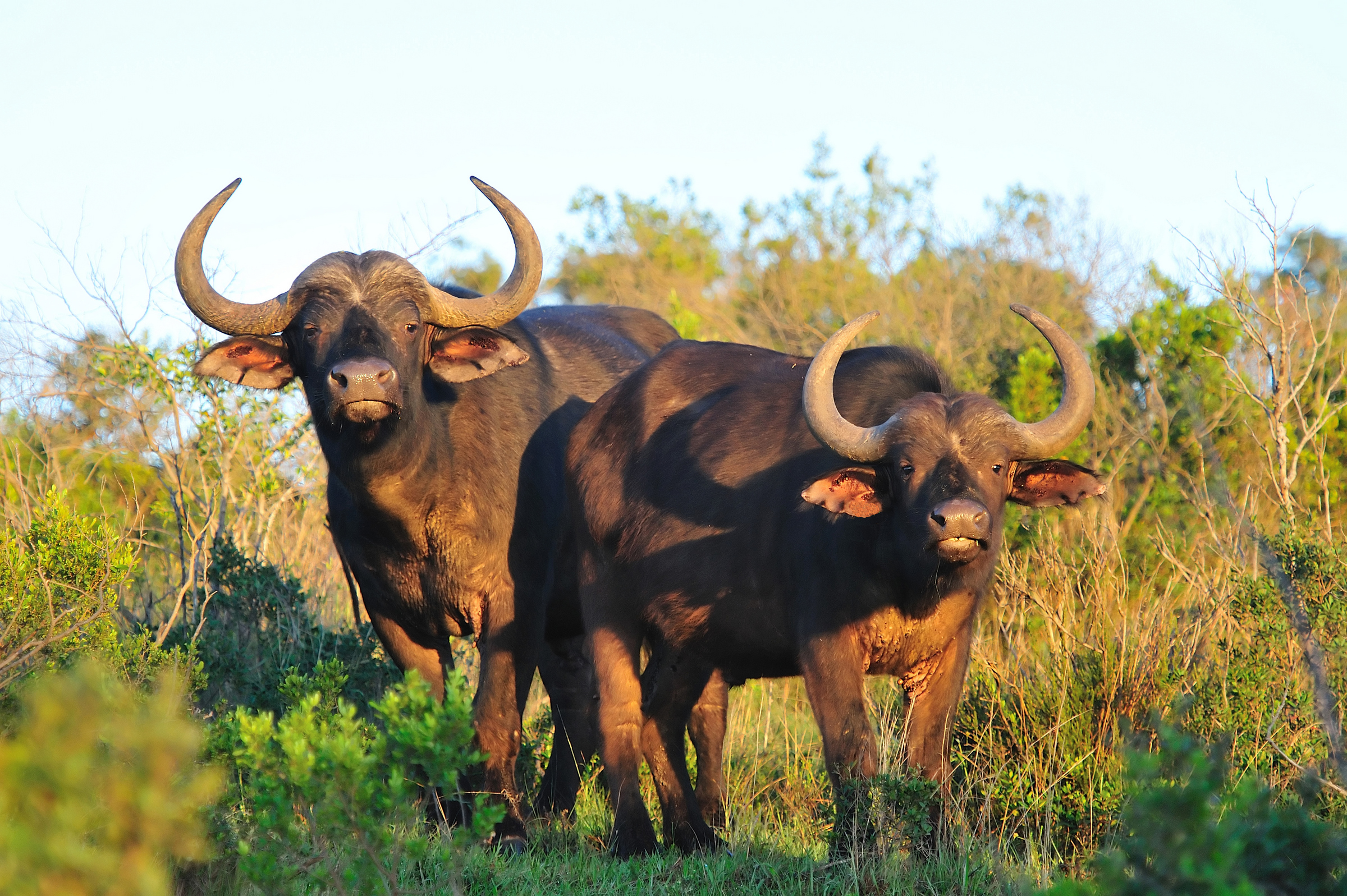 Game drive viewing Buffalo