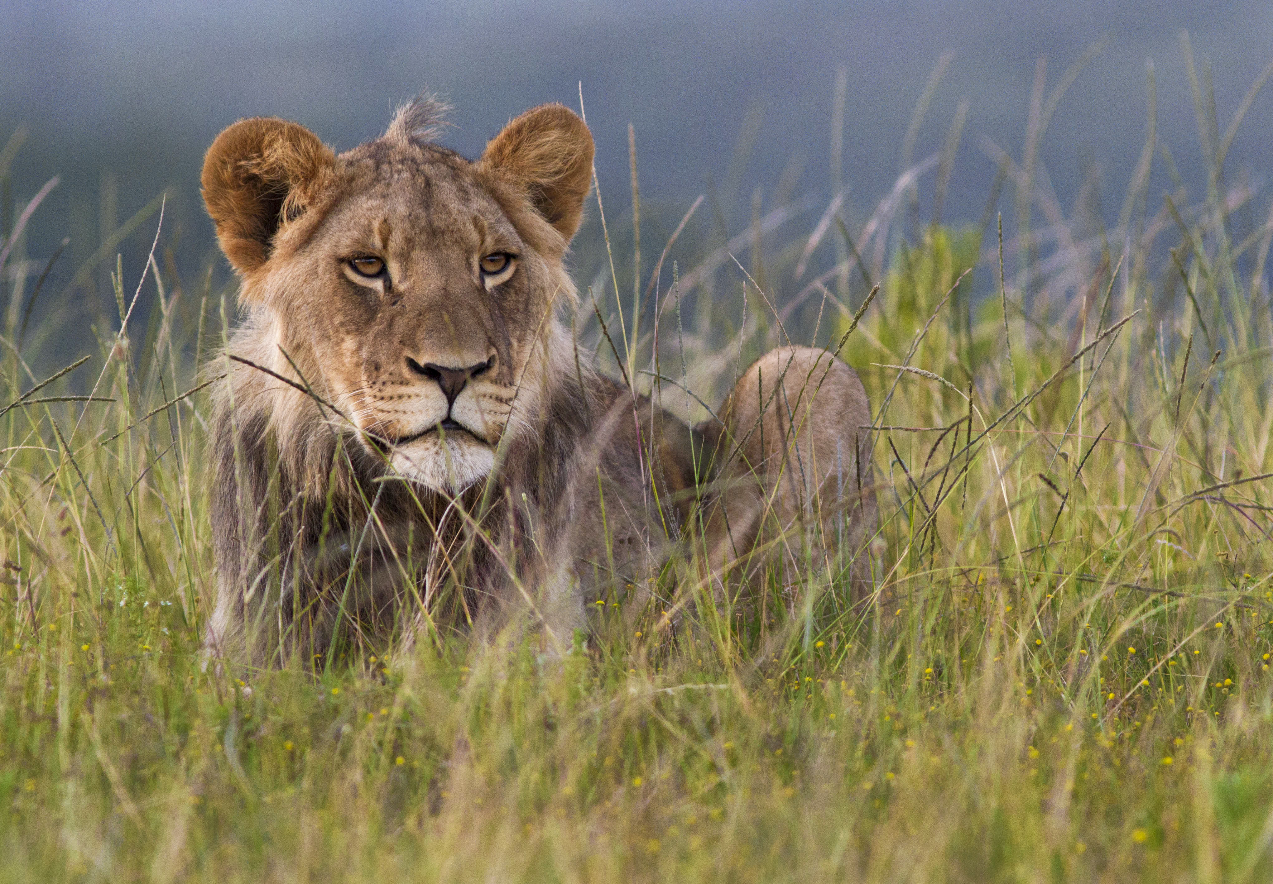 Kariega offers close-up game viewing including lion.