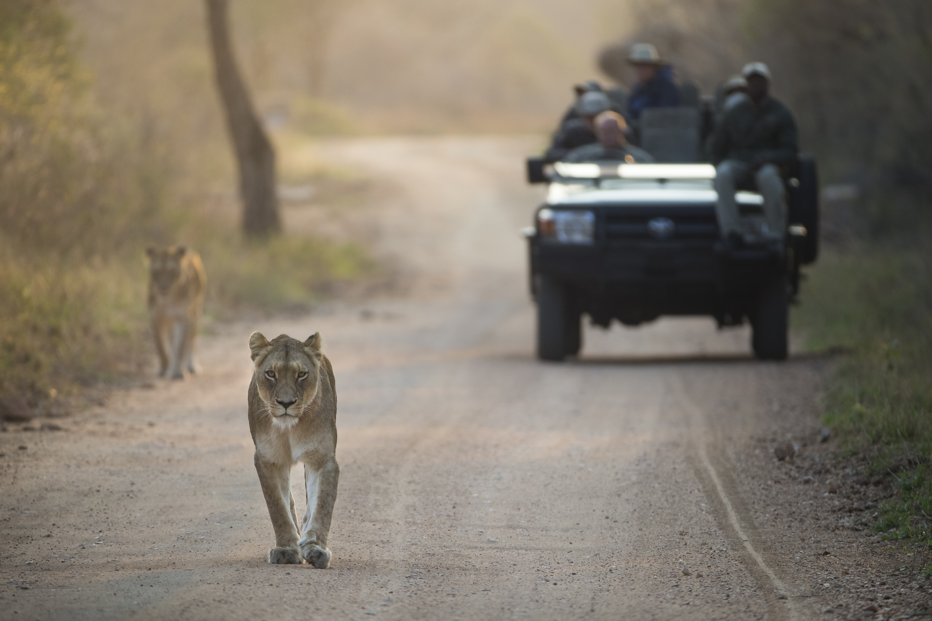 Close-up encounter of a lion pride at Kapama Private Game Reserve