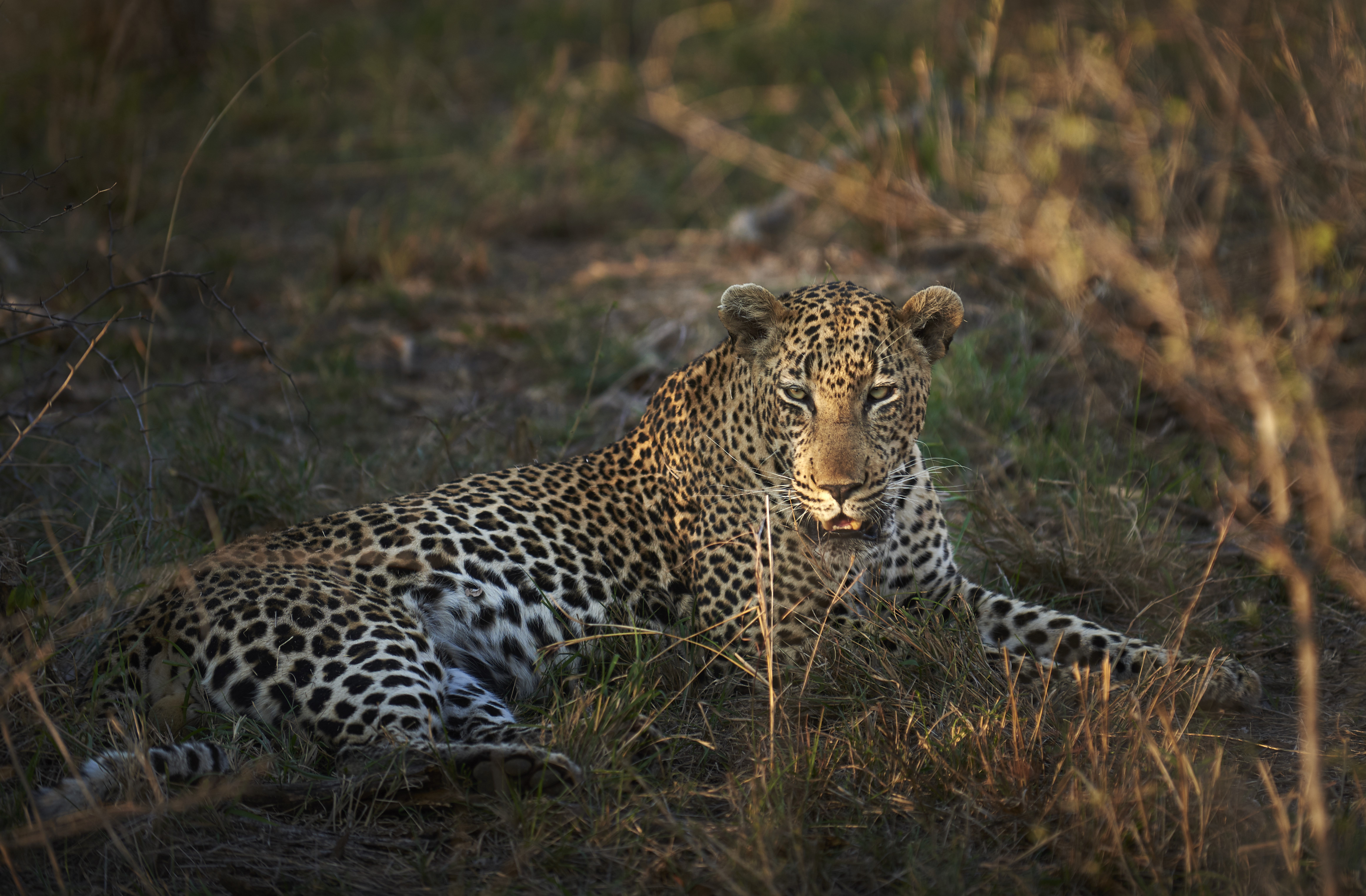 Leopard sighting during a game drive in the Kapama Private Game Reserve