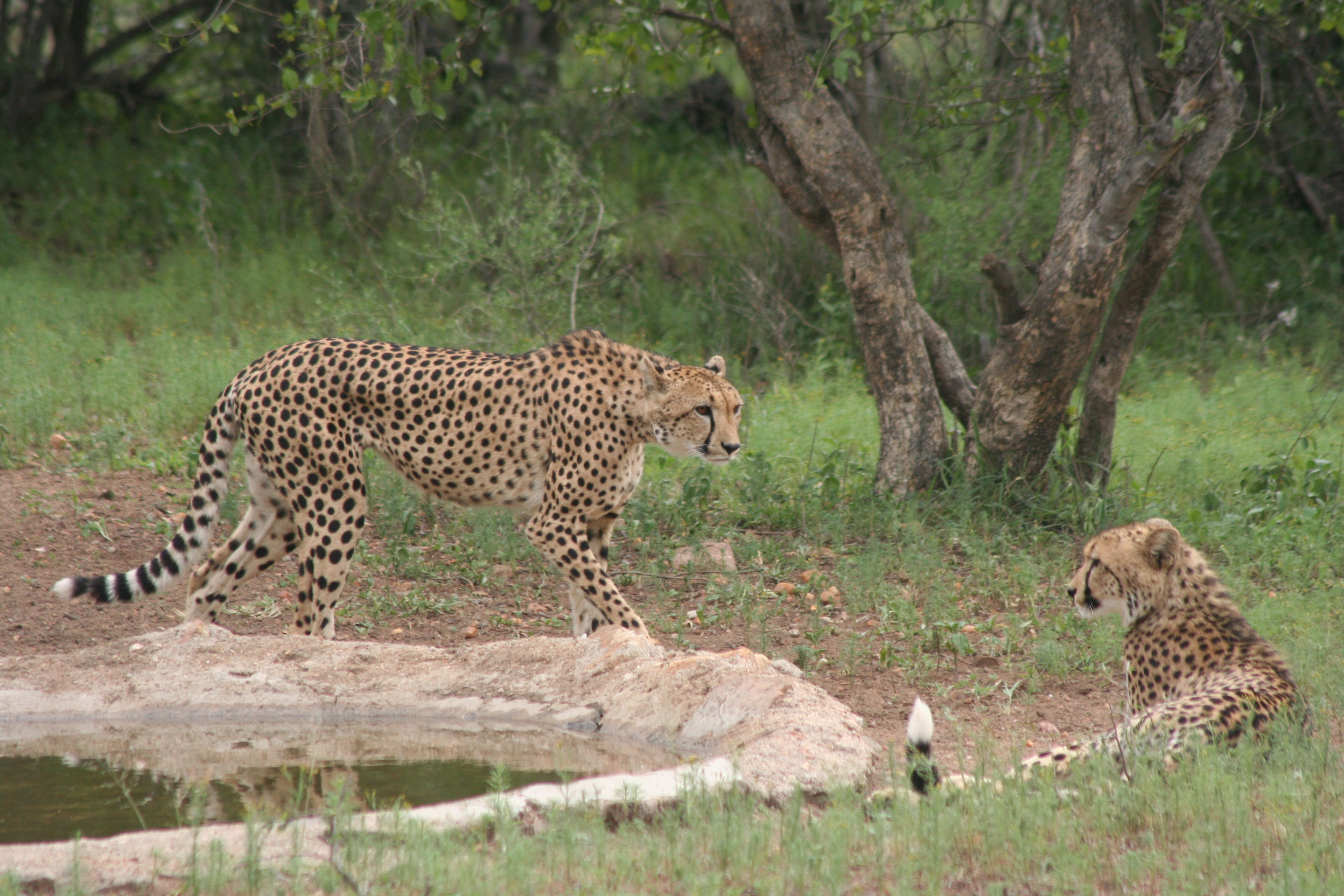 The waterhole at the lodge has frequent visitors (day and night)