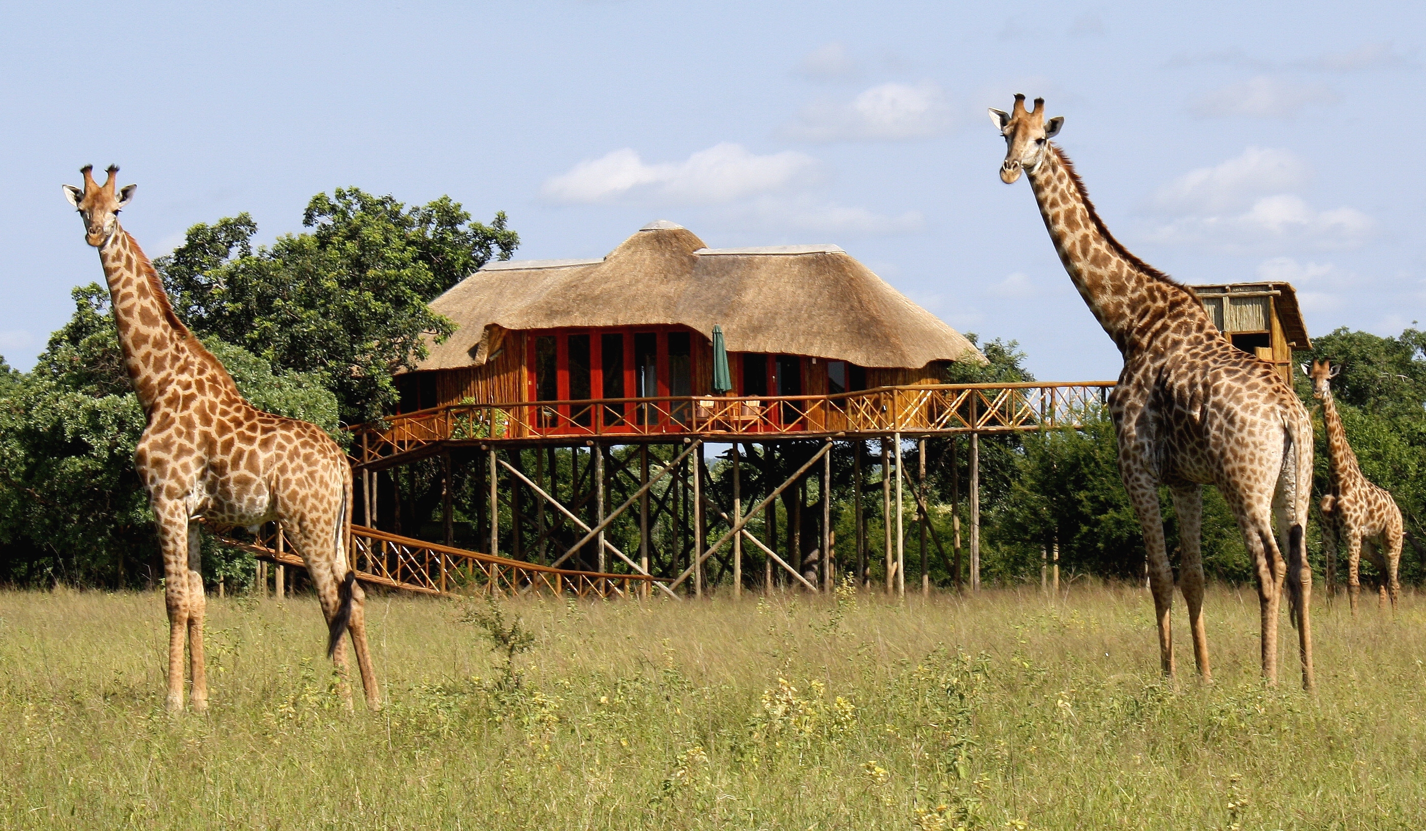 Pezulu Tree House Game Lodge, Thornybush | Timbuktu Travel