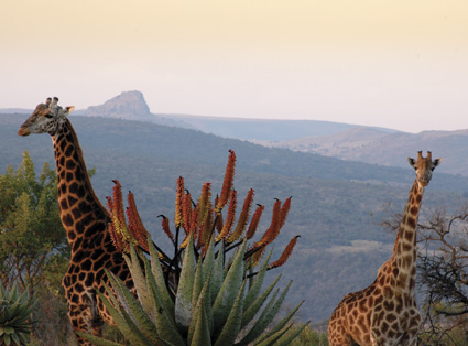 Giraffe and Isandlwana