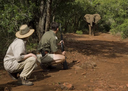 Optional activity of walking safari