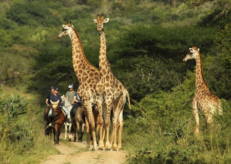 Close encounter with Giraffes, we have over 25 giraffes at Pakamisa Reserve