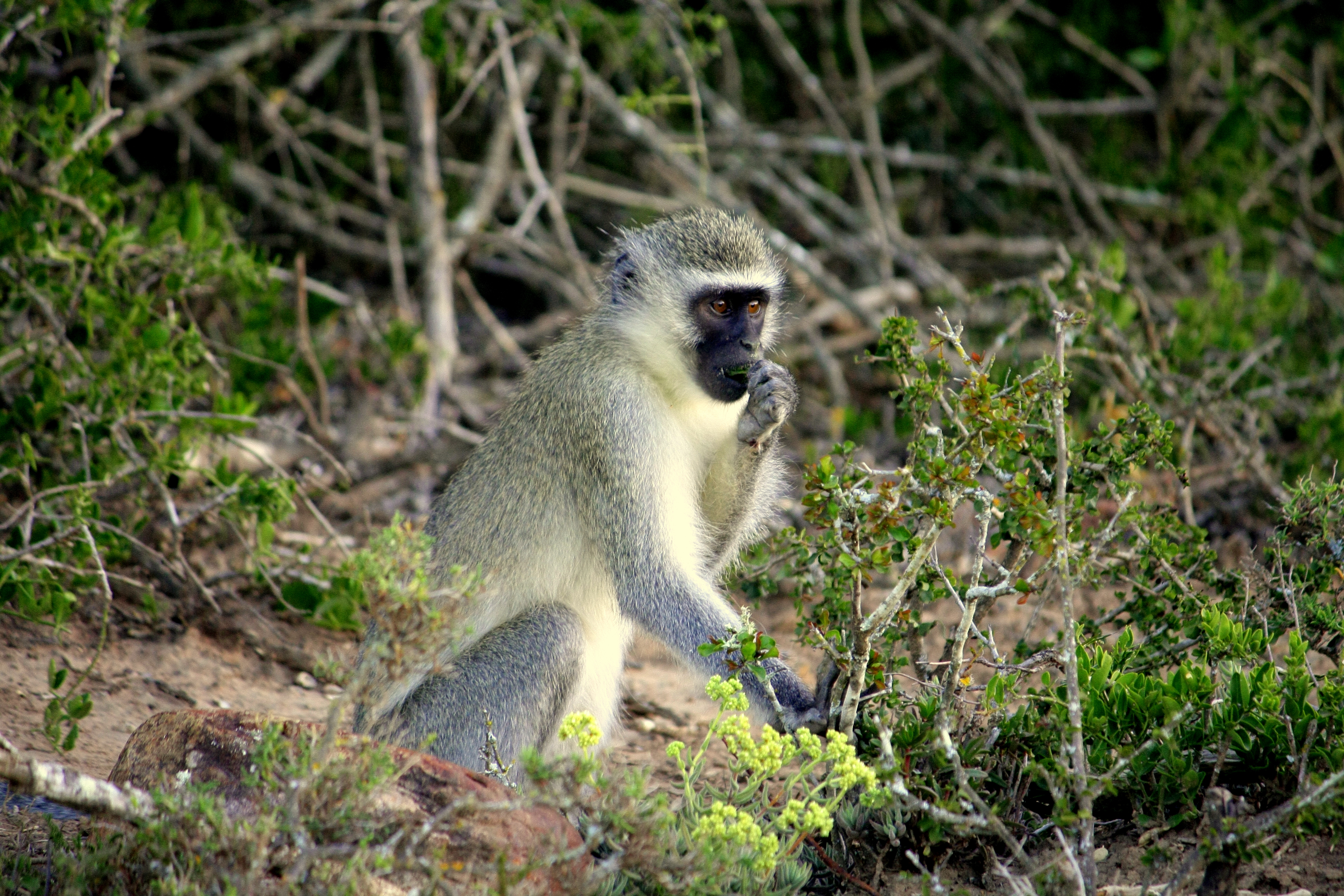 Vervet monkeys always offer entertaining sightings for guests and staff alike
