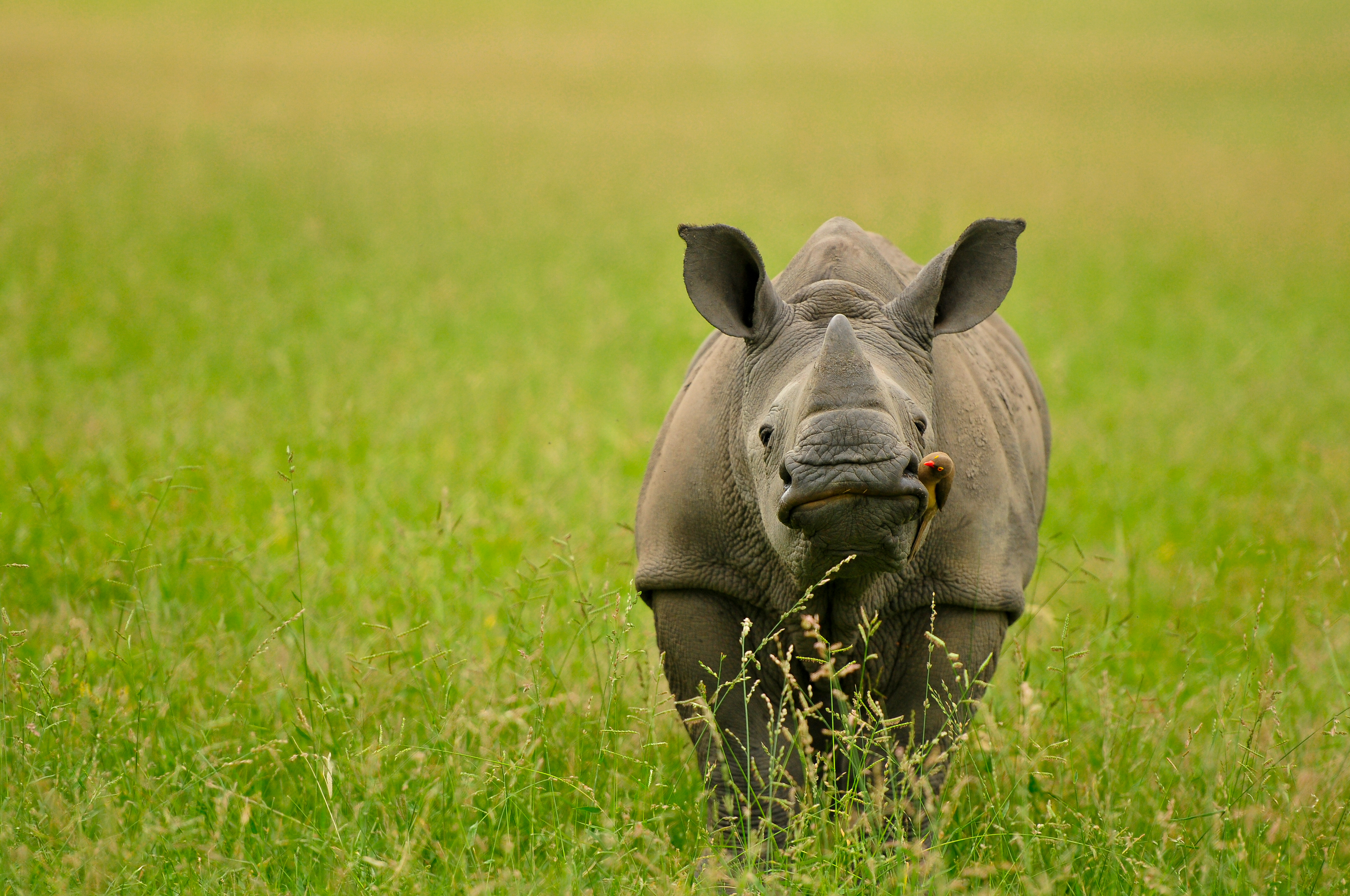 Nobody needs a rhino horn except a rhino.