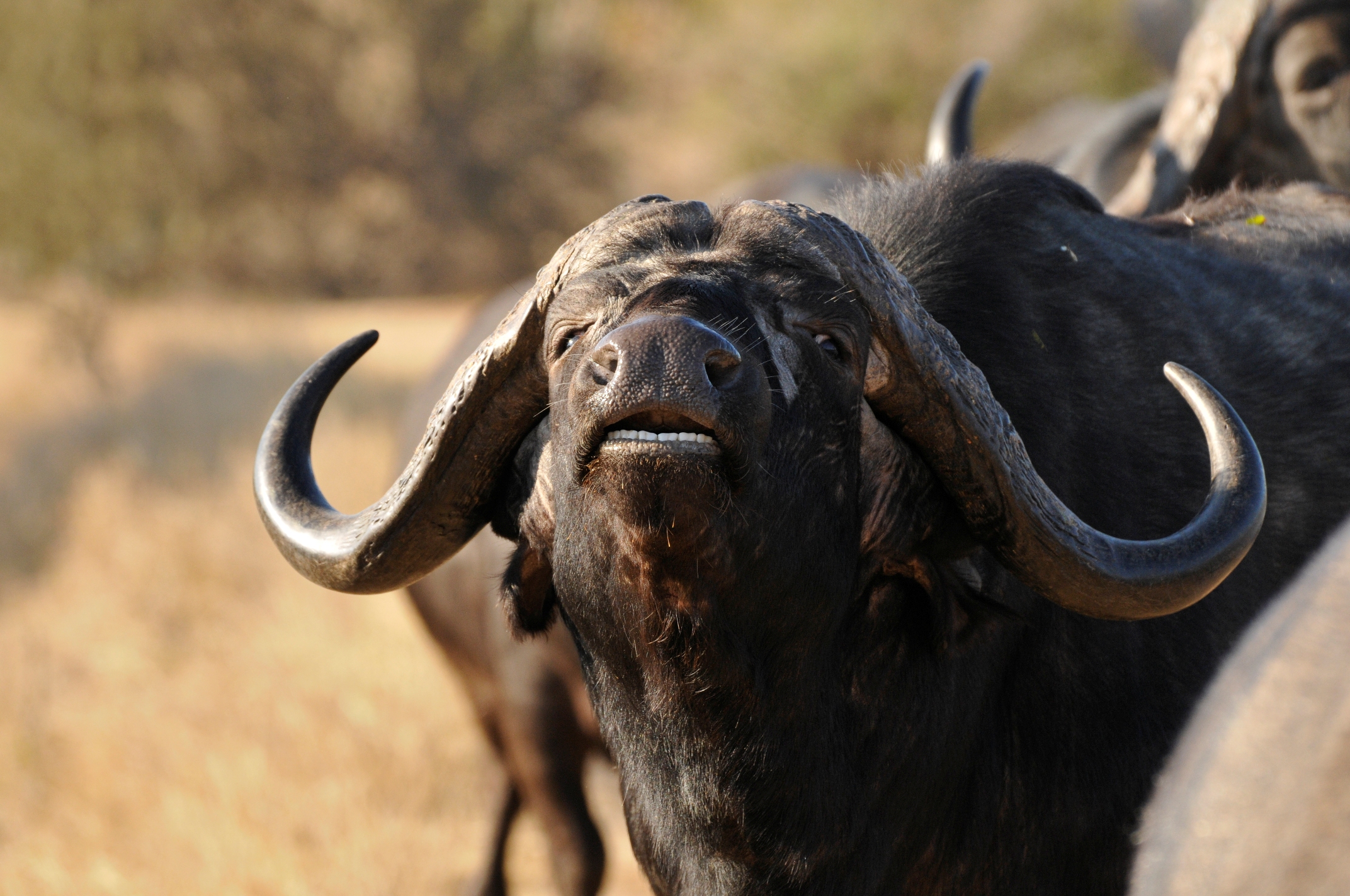 Moody and magnificent 