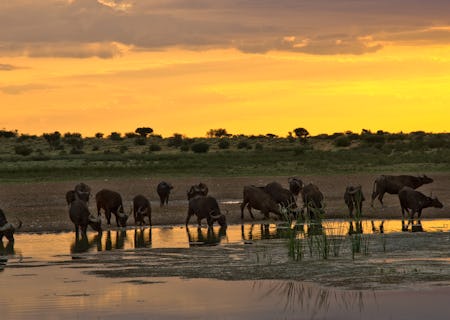 Game viewing at its best