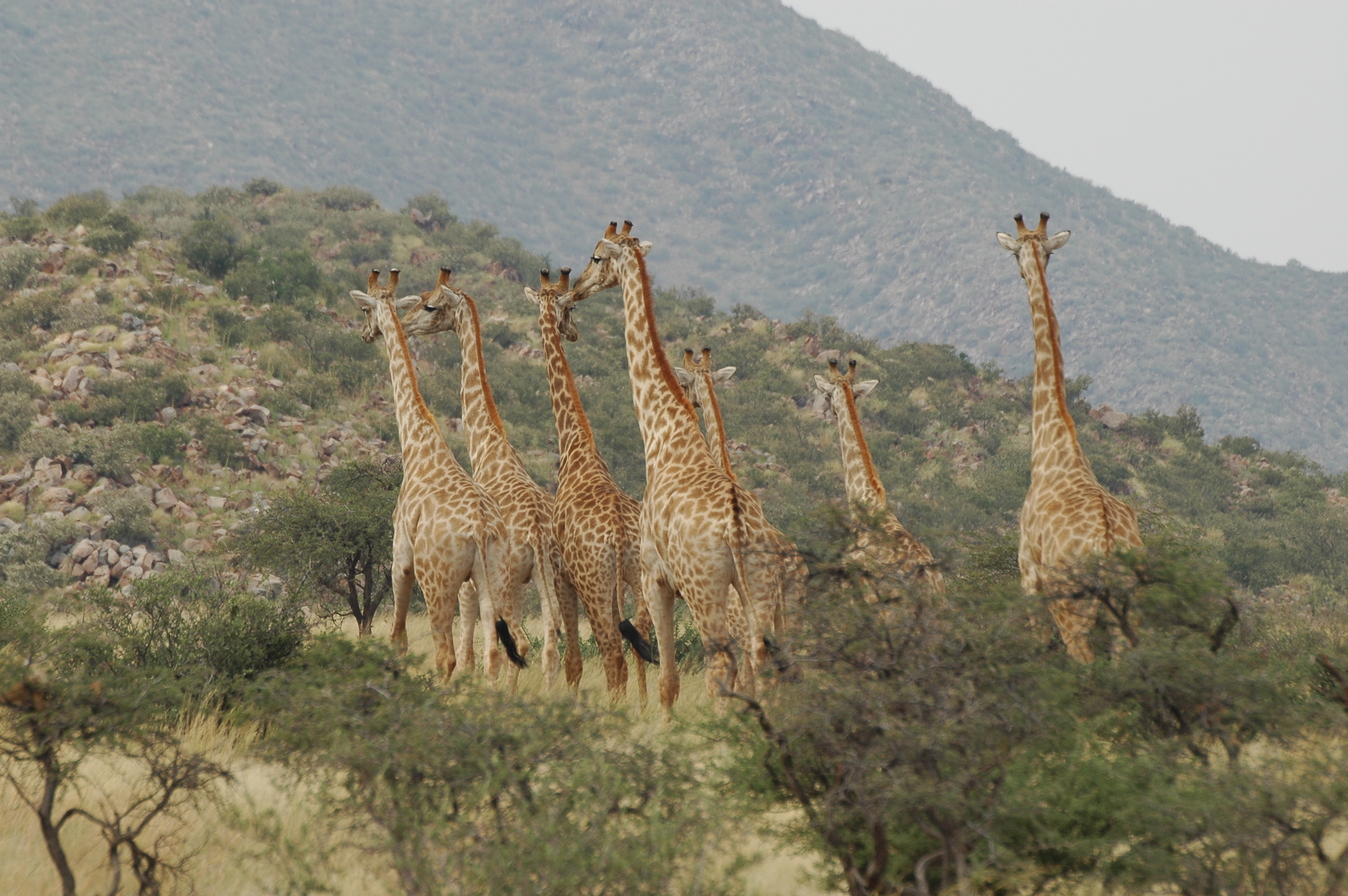 The Korannaberg Mountains