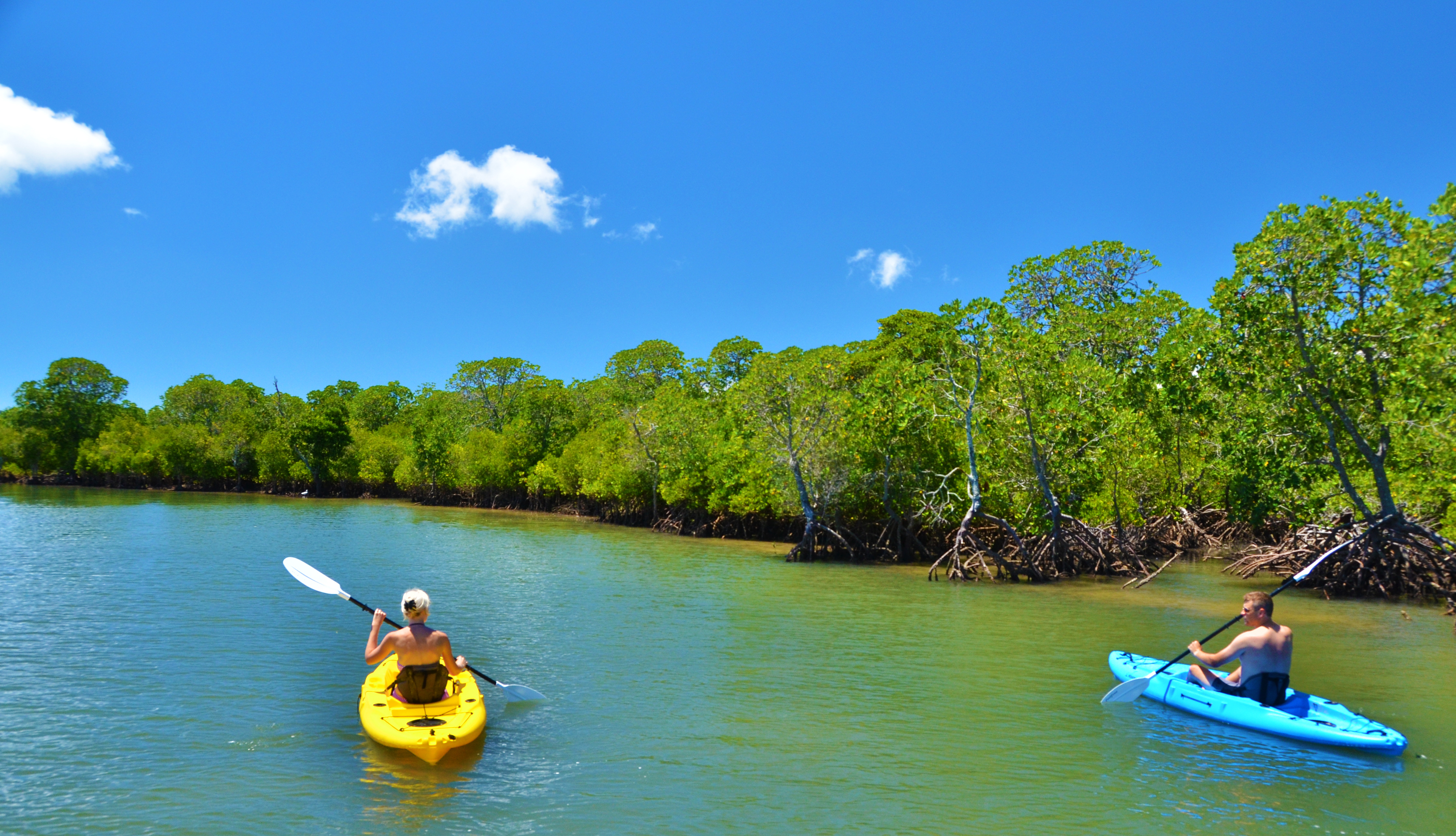 Canoeing in the Mangrove forests will take you breath away