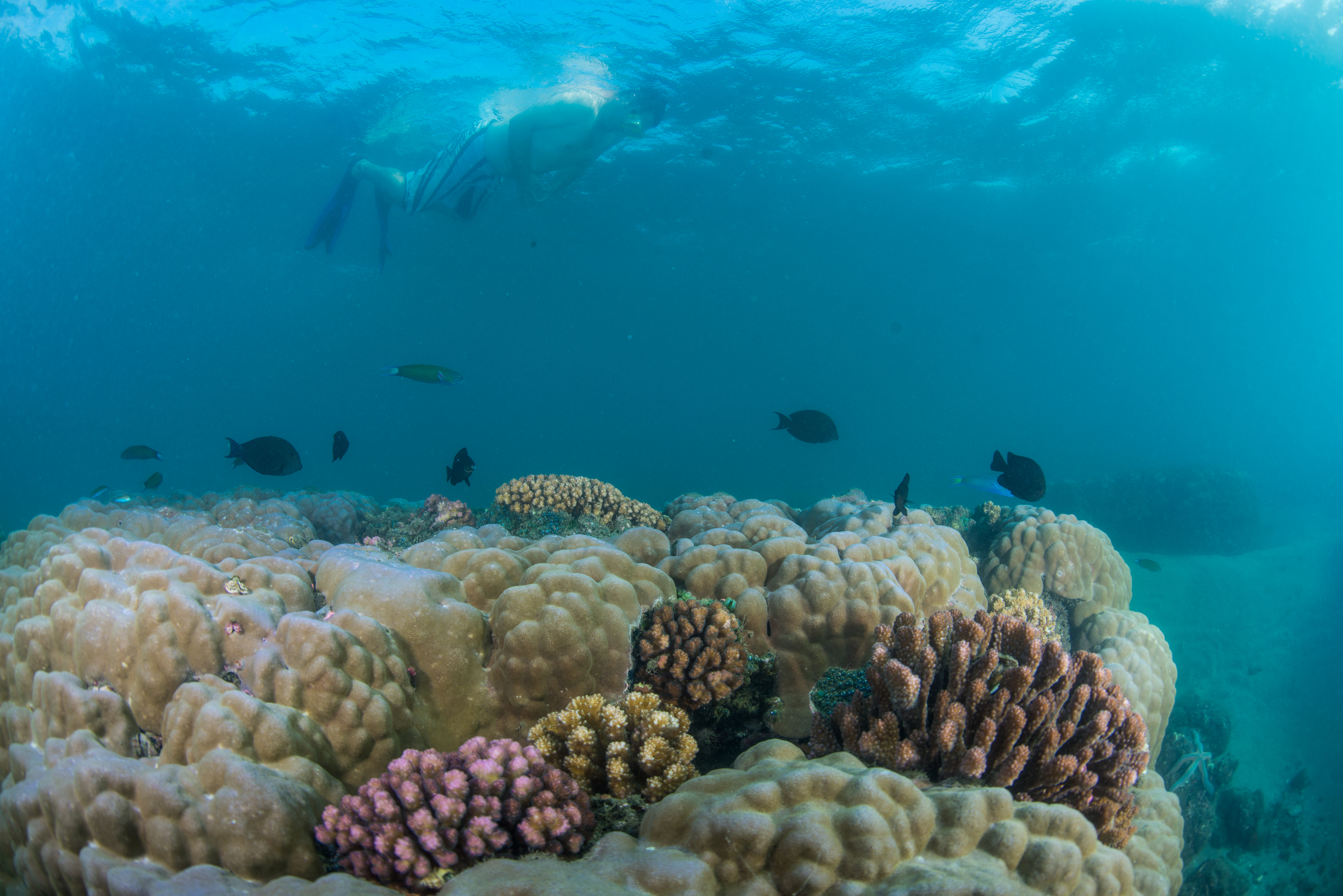 At the Inhaca reserve, only minutes away from the lodge, accessible from shore and on both SCUBA and snorkel