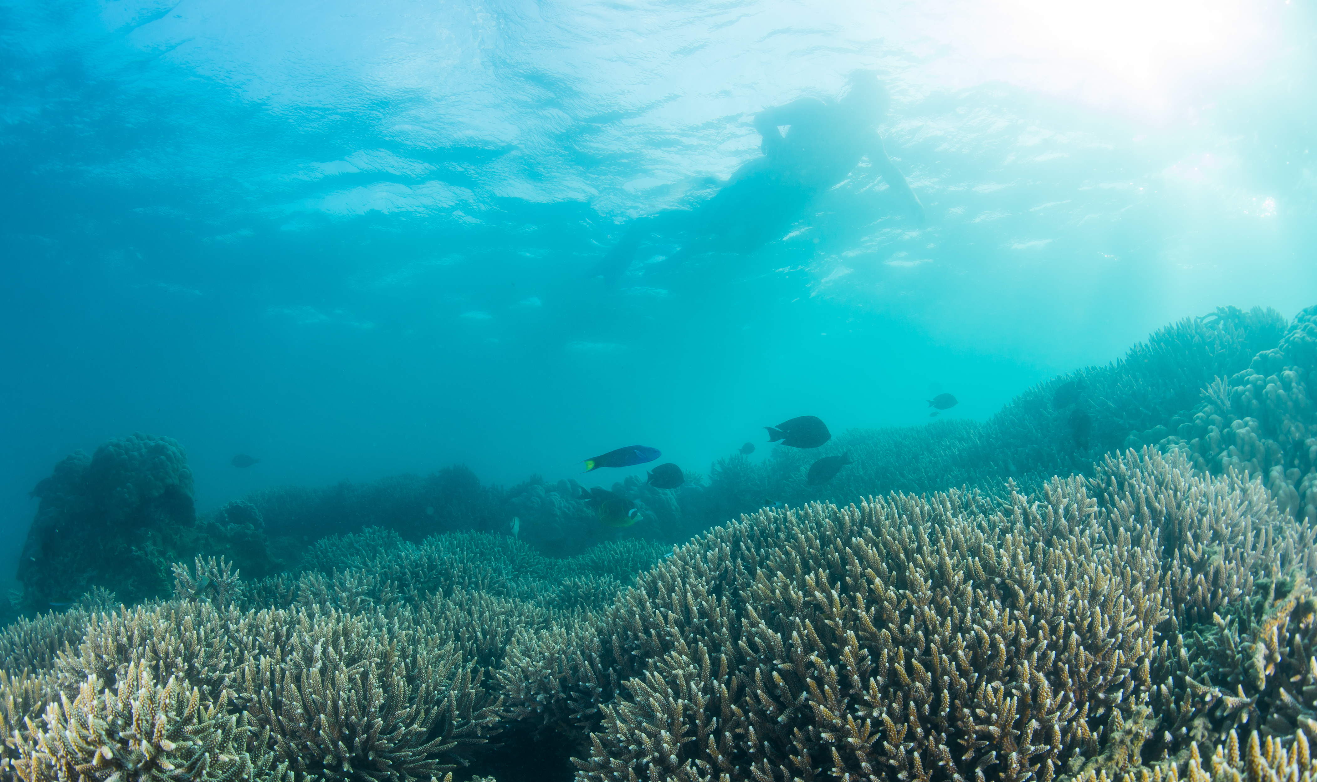 Measuring over 1 km, this is an incredibly easy yet stunning reef to snorkel