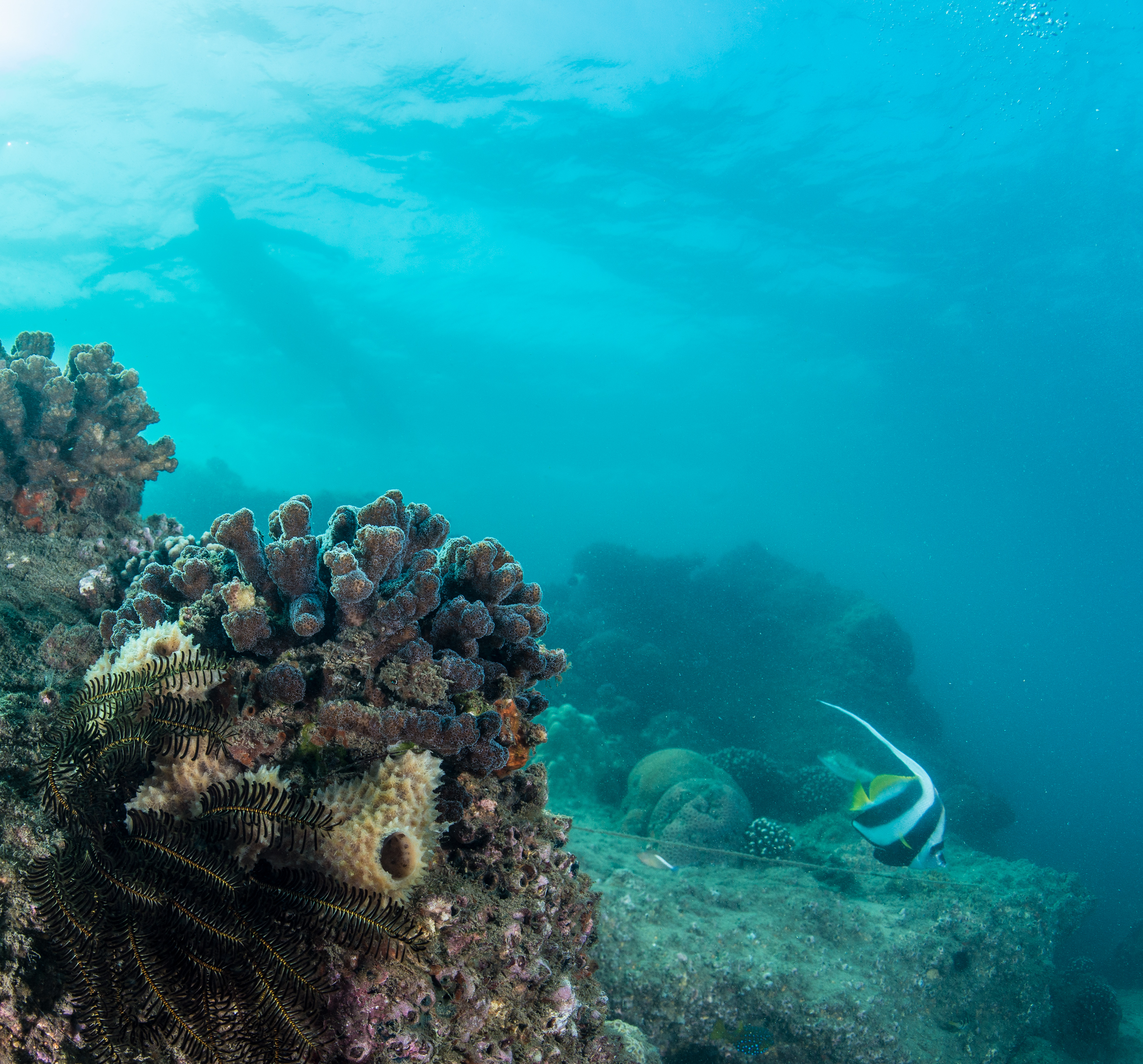 This is just meters away from the lodge, accessible from shore and on both SCUBA and snorkel