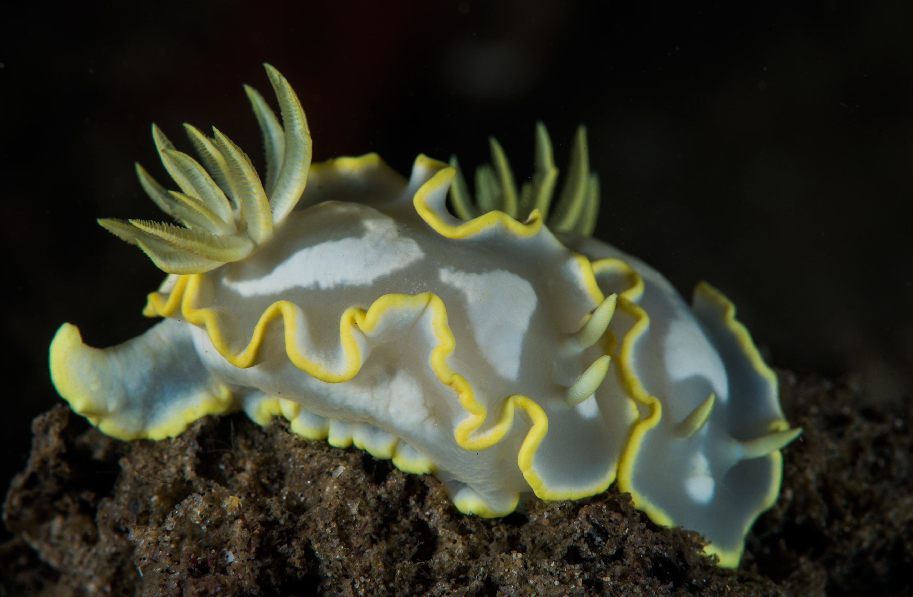 At the Inhaca reserve, only minutes away from the lodge, accessible from shore and on both SCUBA and snorkel