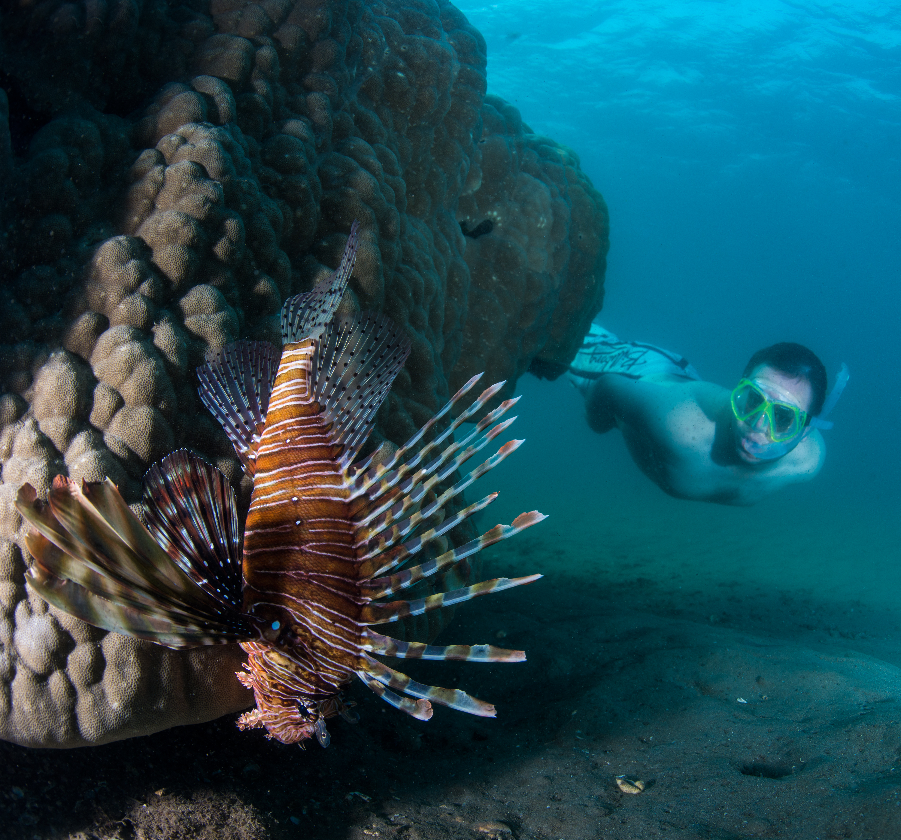 At the Inhaca reserve, only minutes away from the lodge, accessible from shore and on both SCUBA and snorkel
