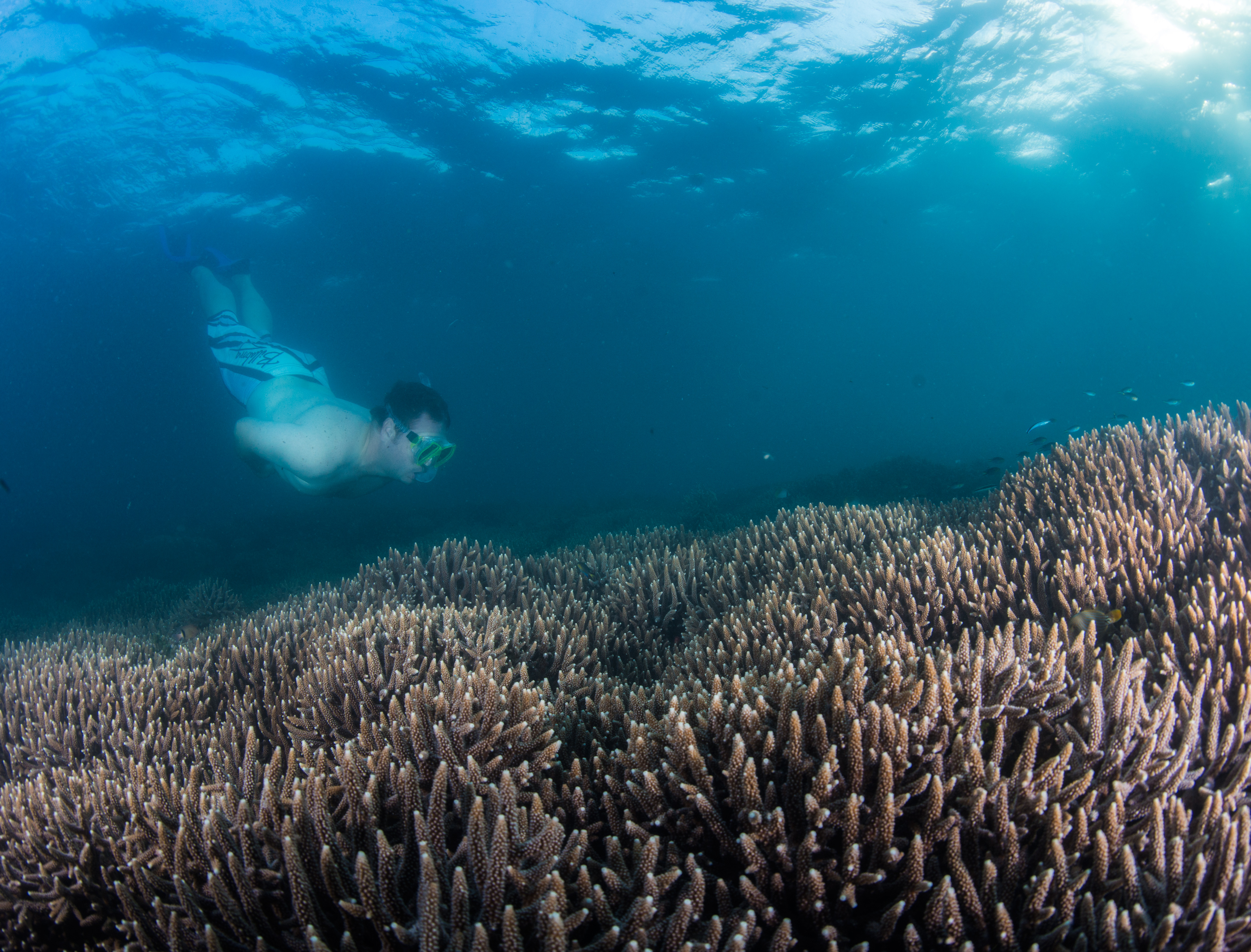 At the Inhaca reserve, only minutes away from the lodge, accessible from shore and on both SCUBA and snorkel