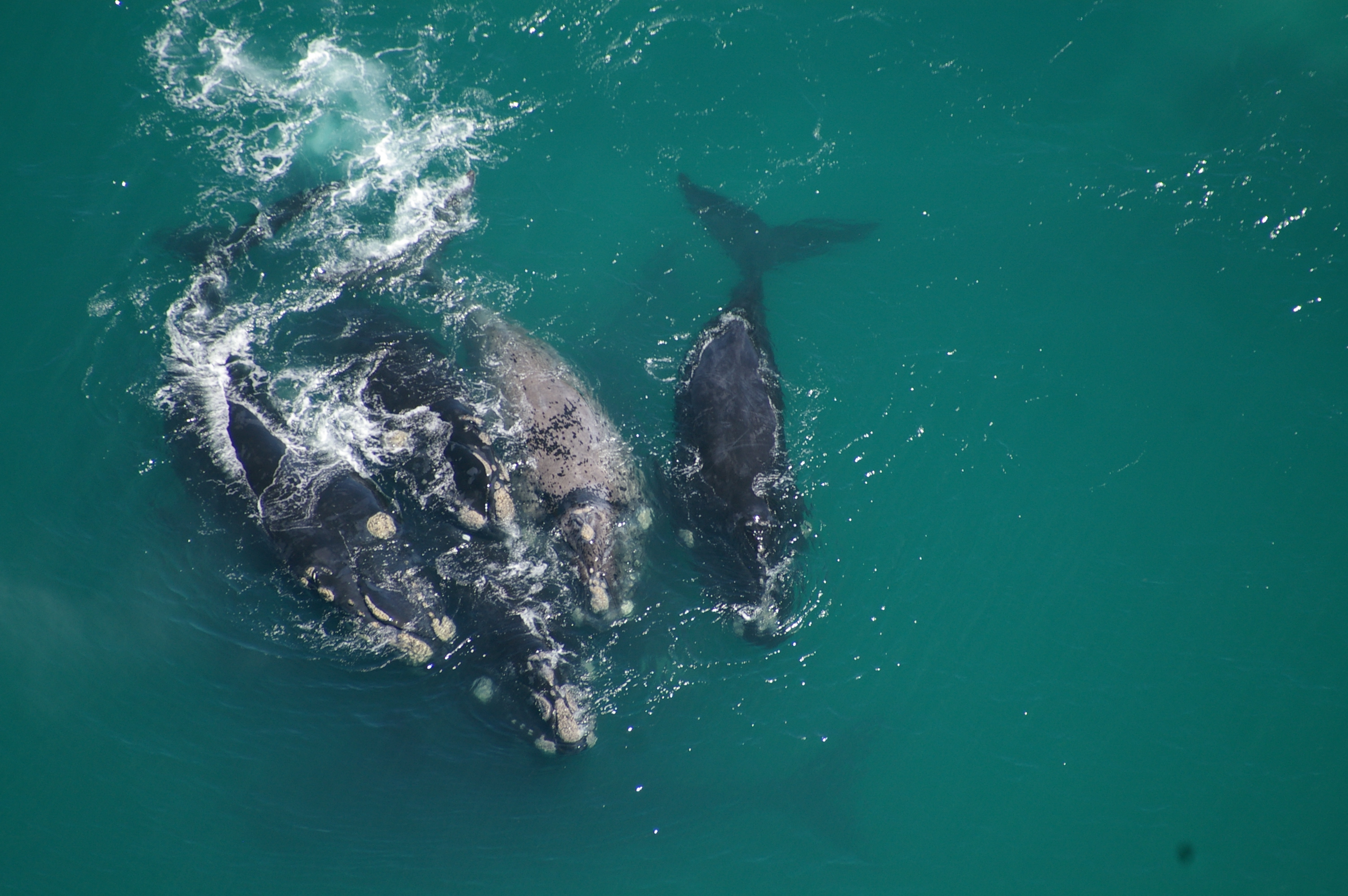 ENJOY A SUNDOWNER AND WATCH THE WHALES
