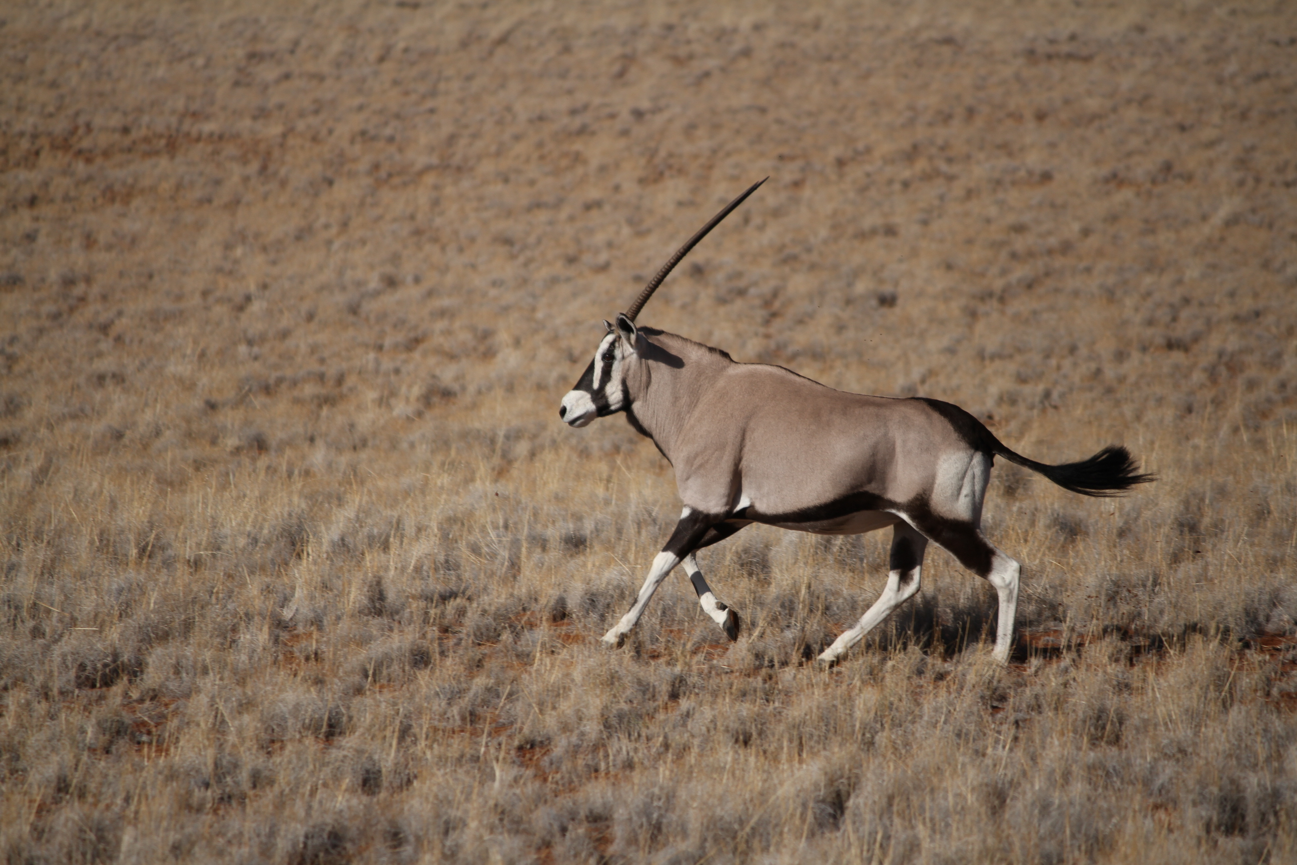 Oryx in the desert