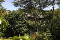 African inspired suites 