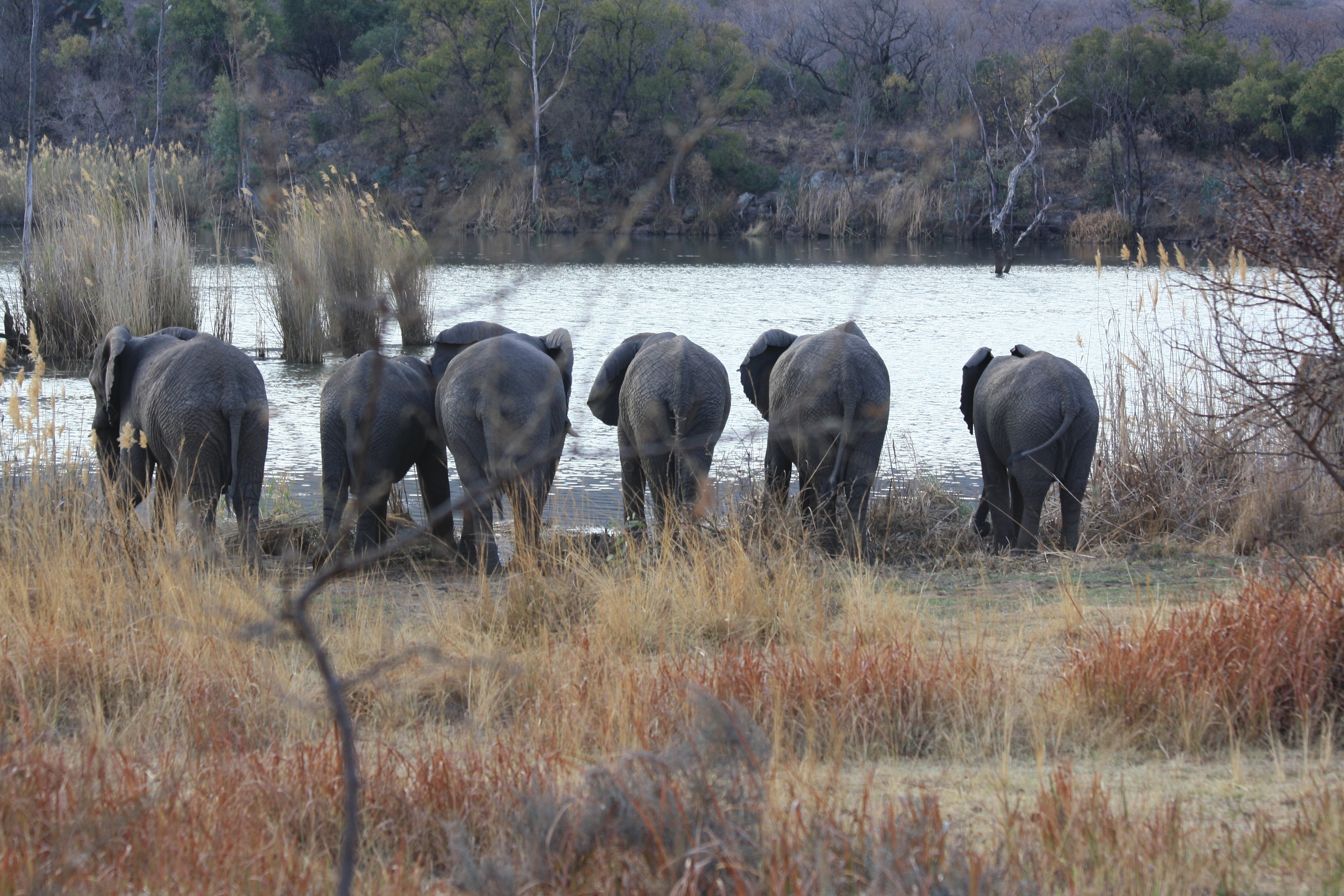 Elephants by Lakeside