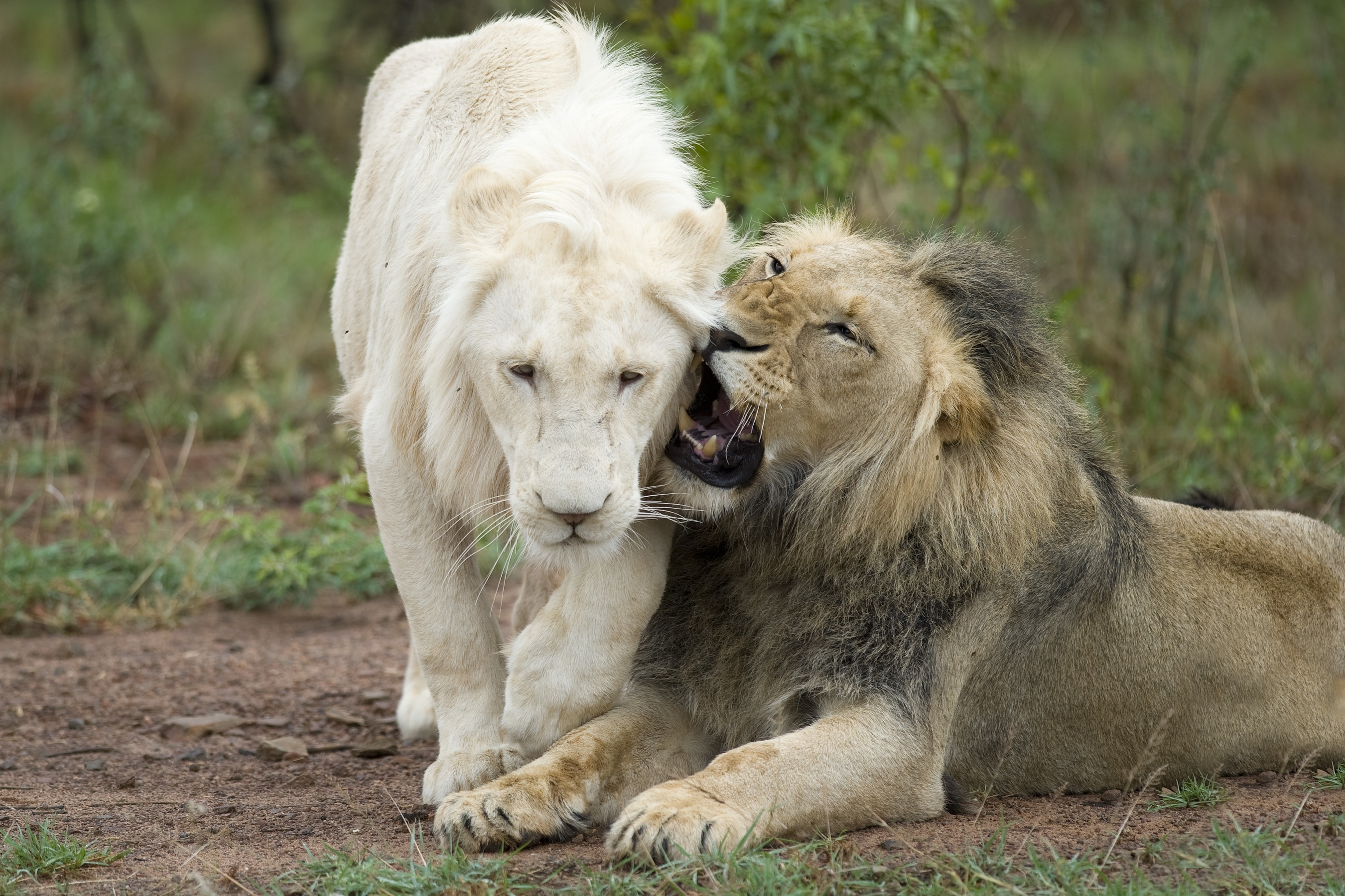 White Lion