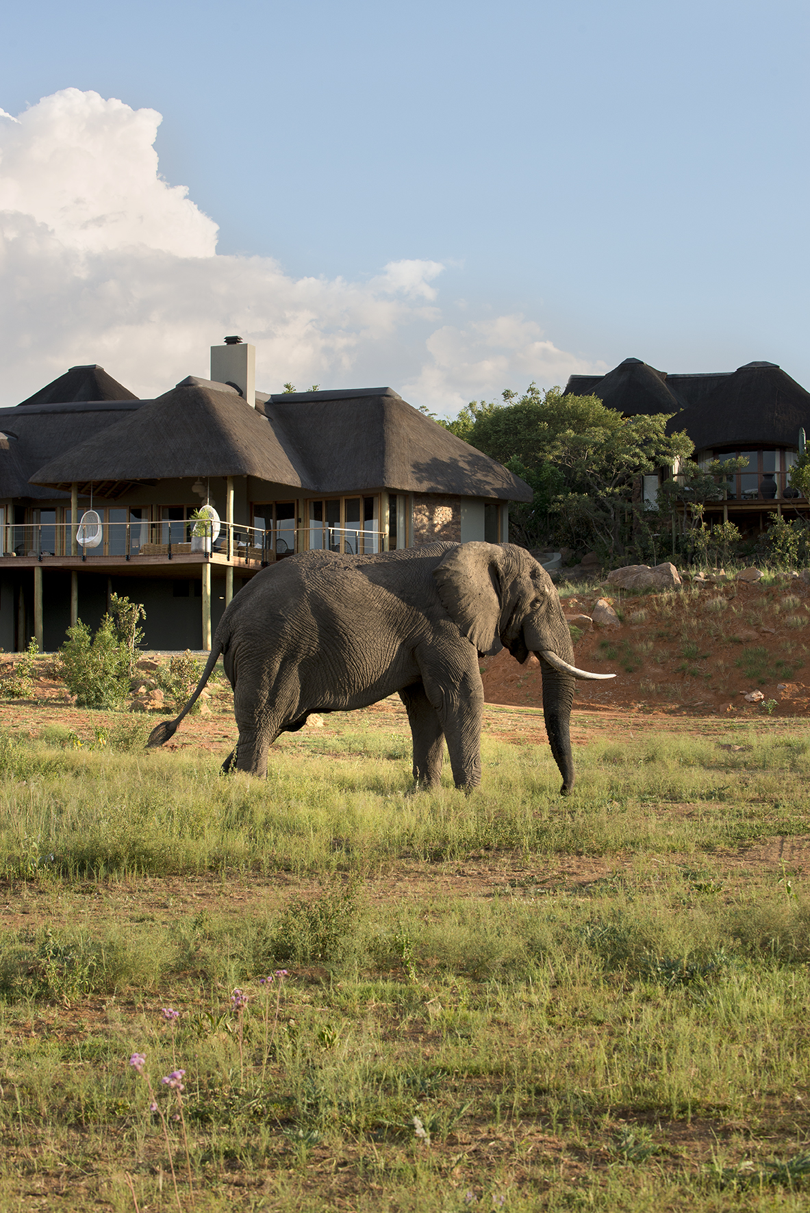 Mhondoro Game Lodge - Main Lodge