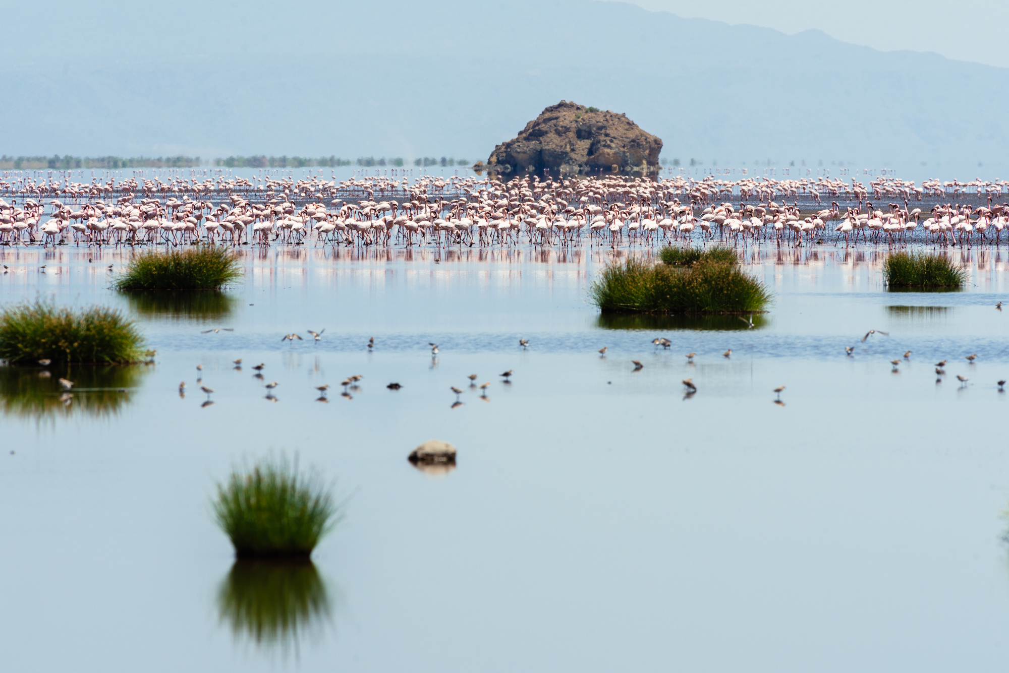 Lake Natron has the world's greatest population of breeding flamingo