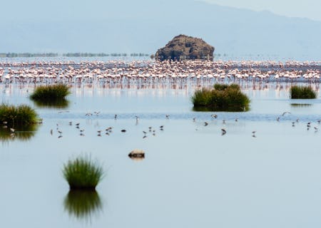 Lake Natron has the world's greatest population of breeding flamingo