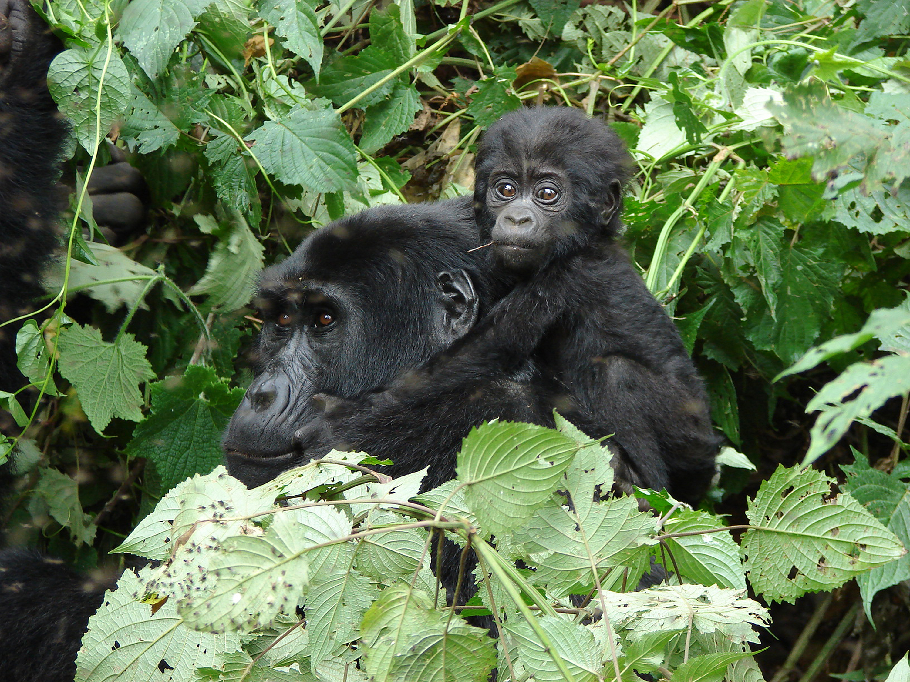 Clouds Mountain Gorilla Lodge Gorilla Tracking