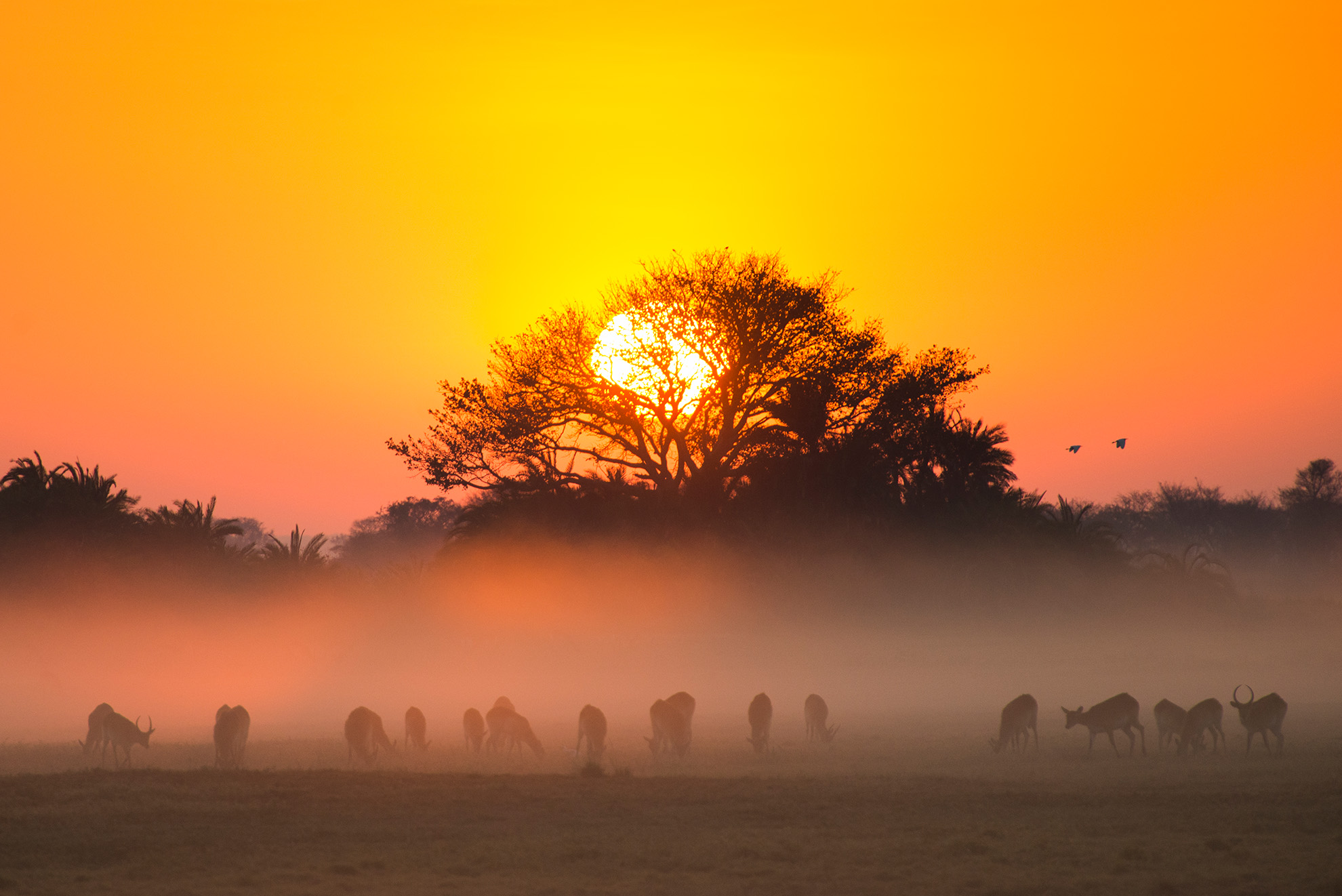 Lechwe in sunrise, picture taken from main deck