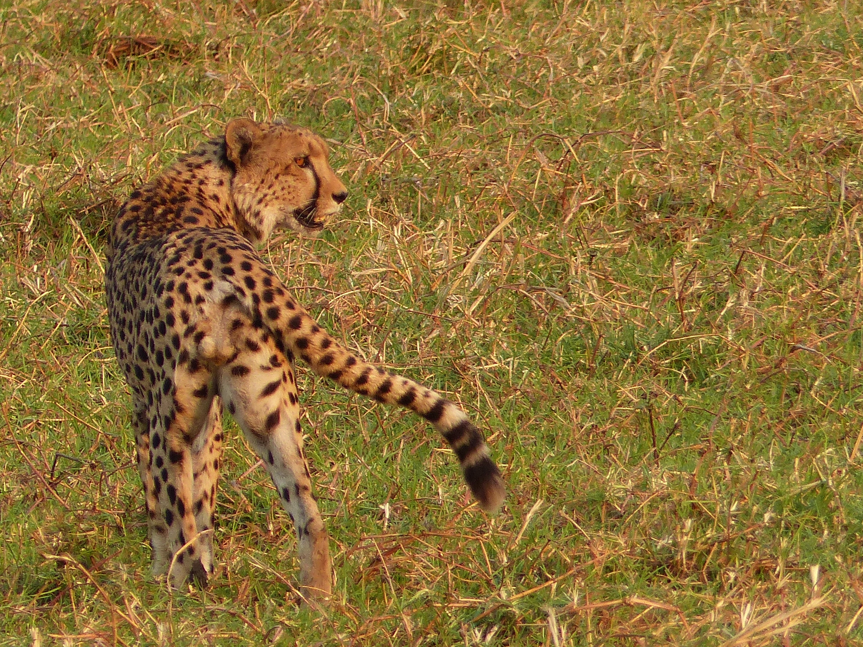 We have good population of cheetah around Nanzhila