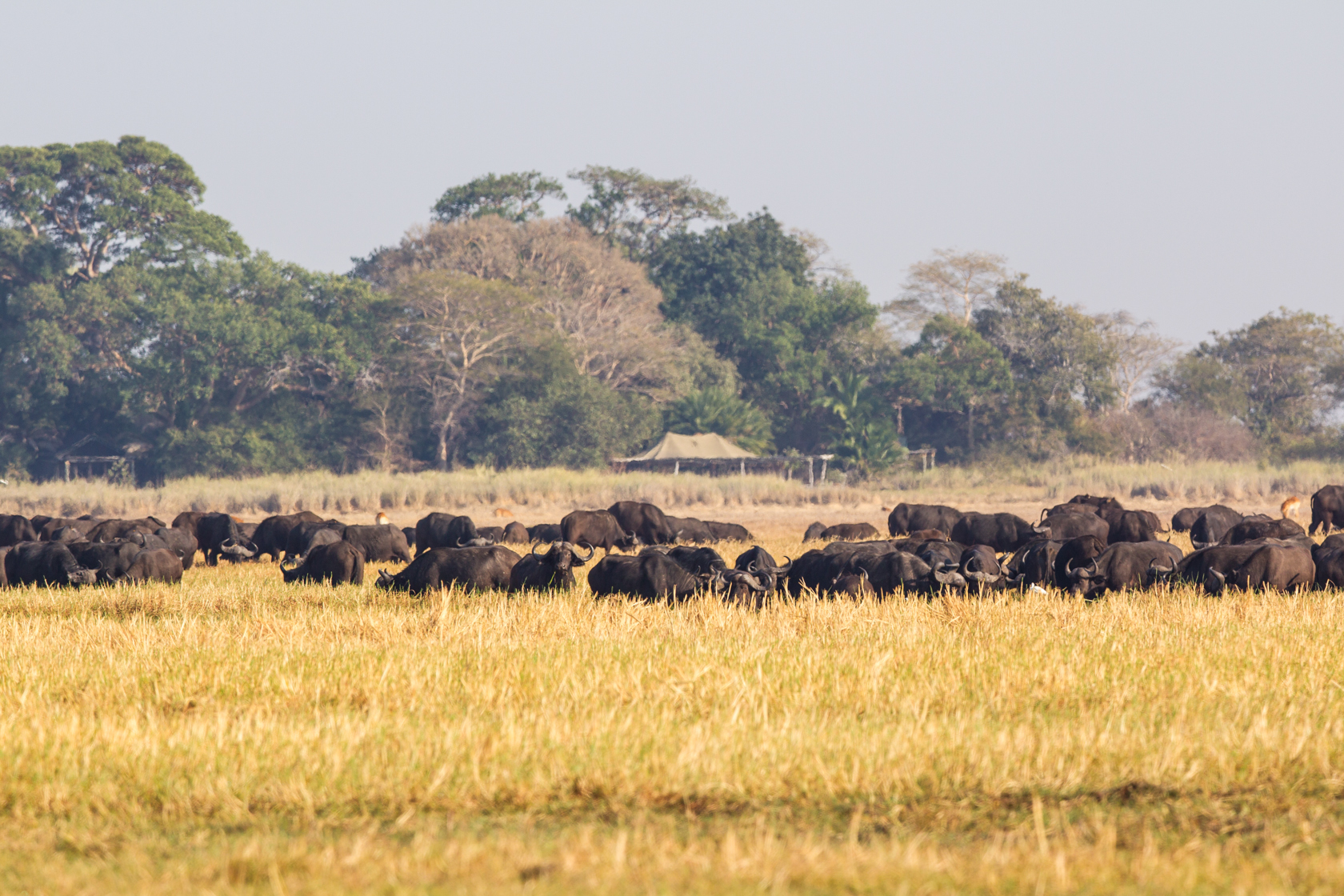 Buffalo at Busanga Bush Camp