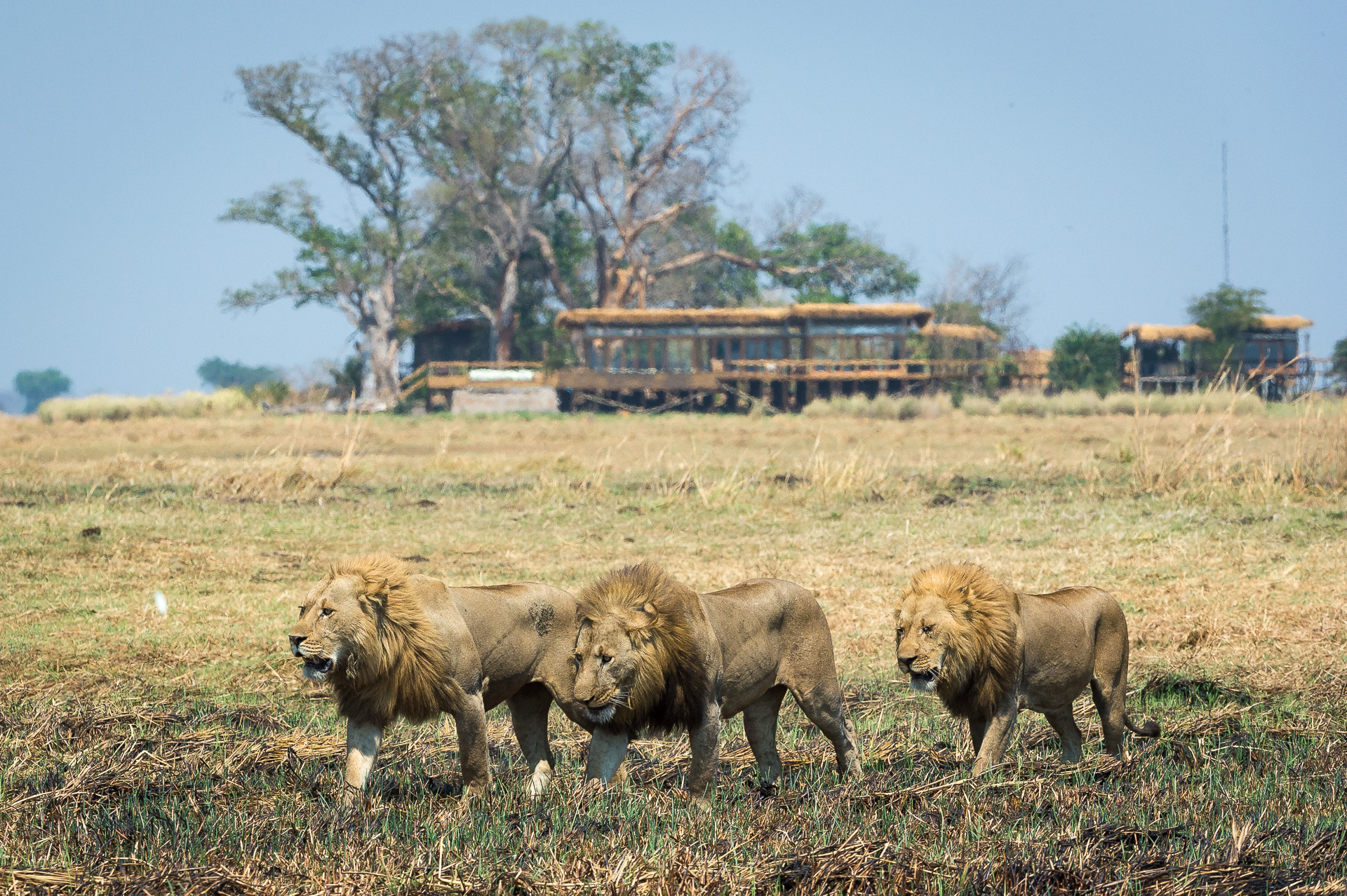 Lion passing Shumba