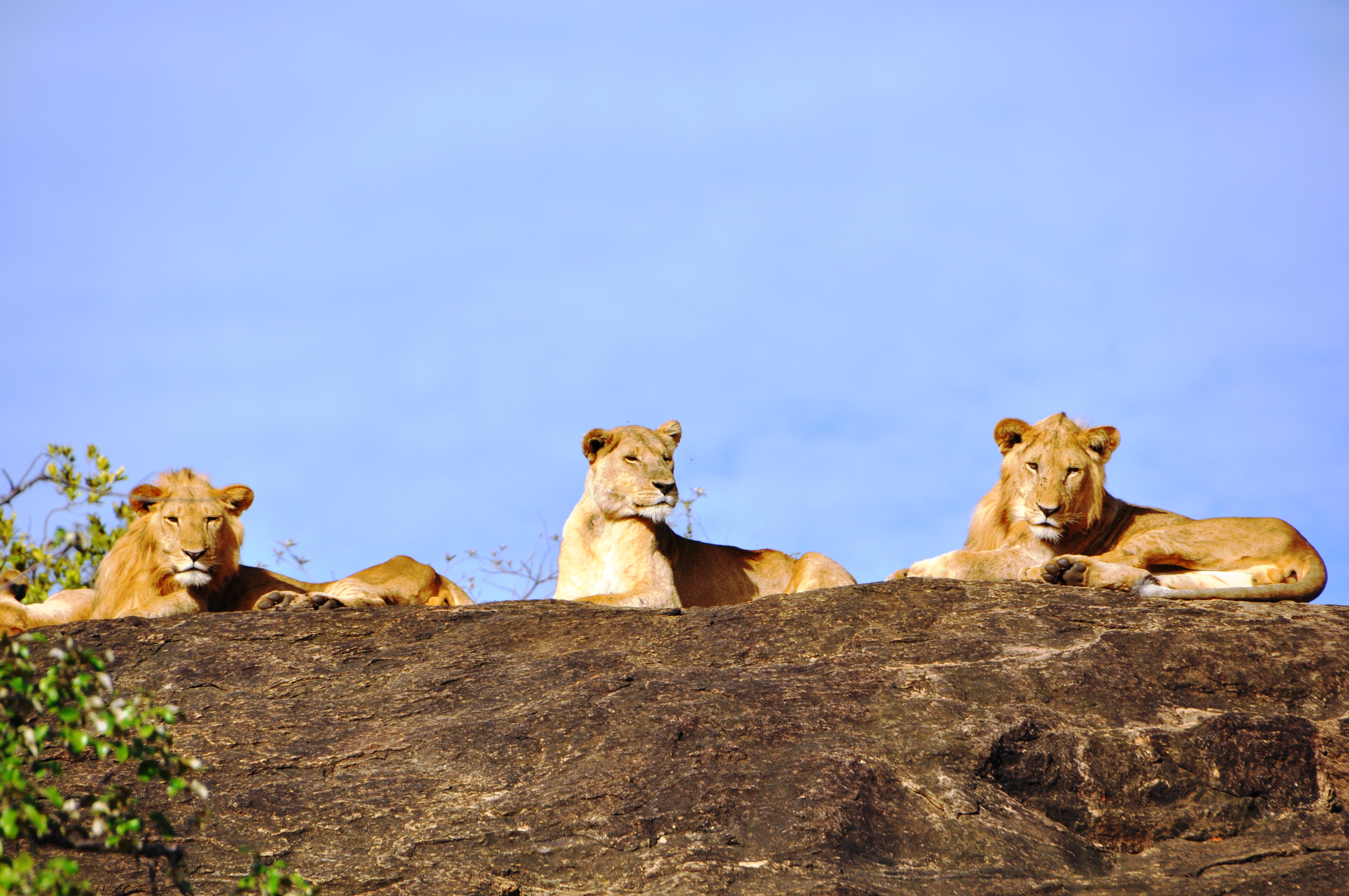 Apoka Safari Lodge Lions