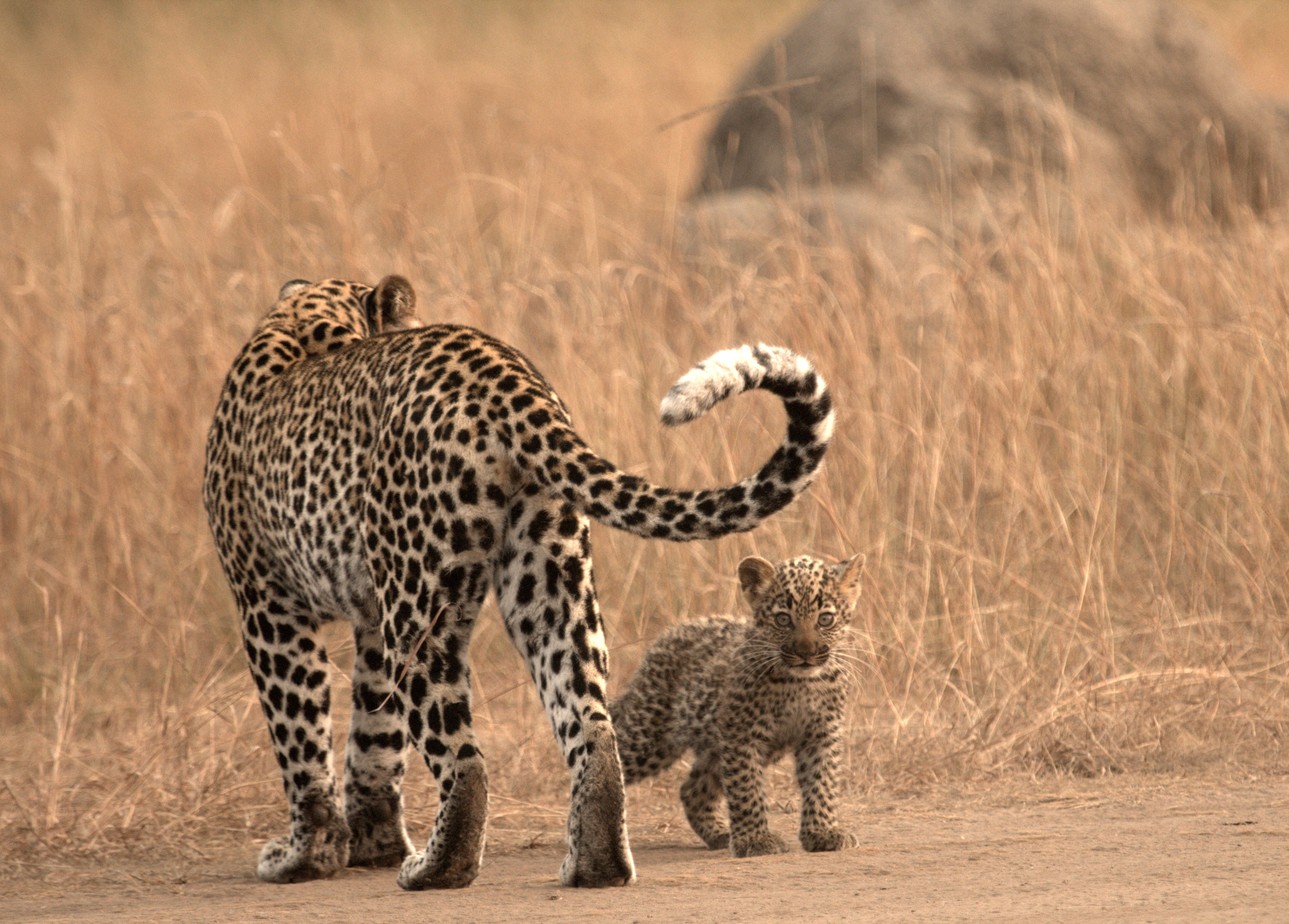 Leopard and cub in Kasenyi Savana