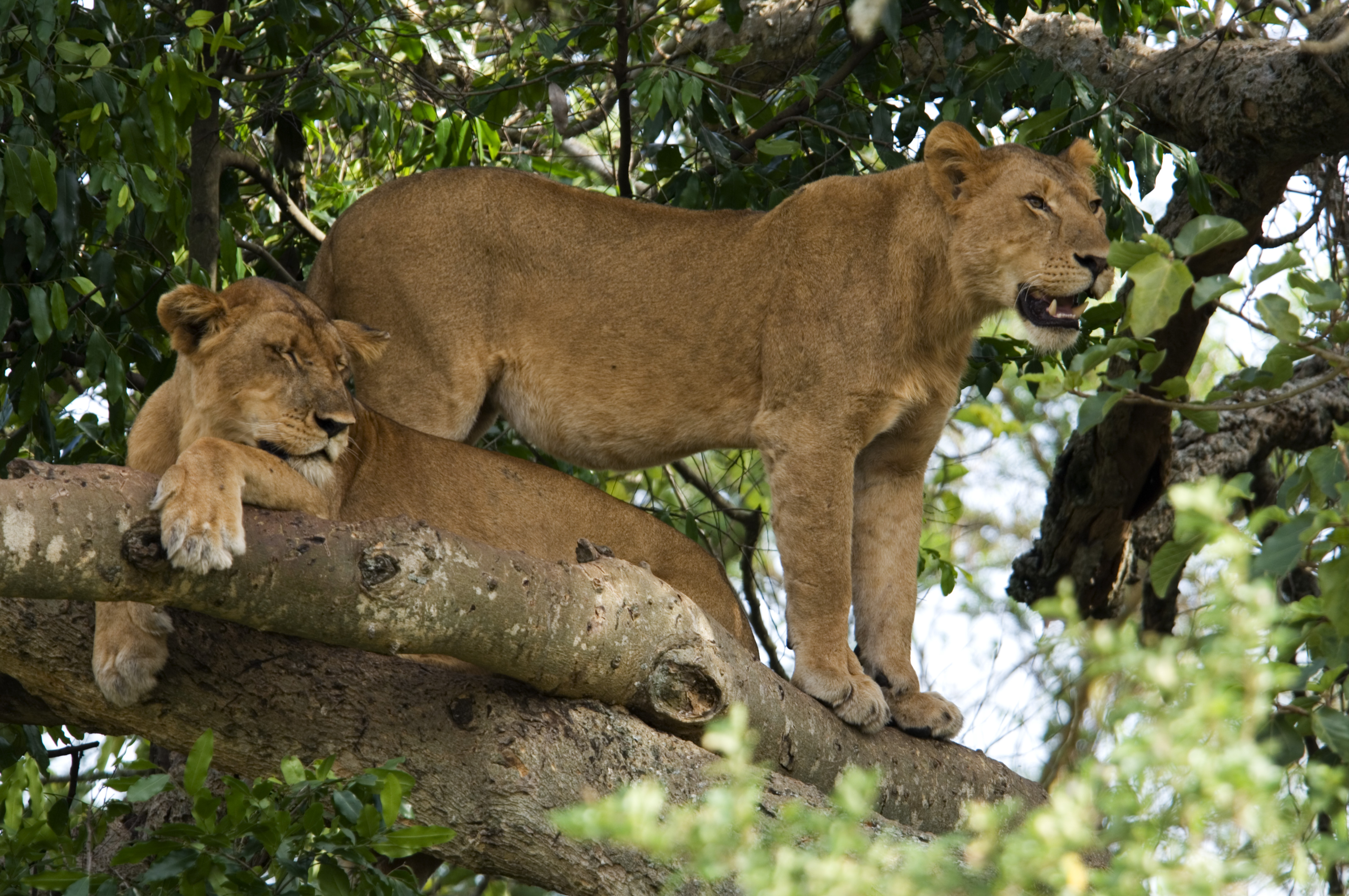Tree climbing lions found in the area