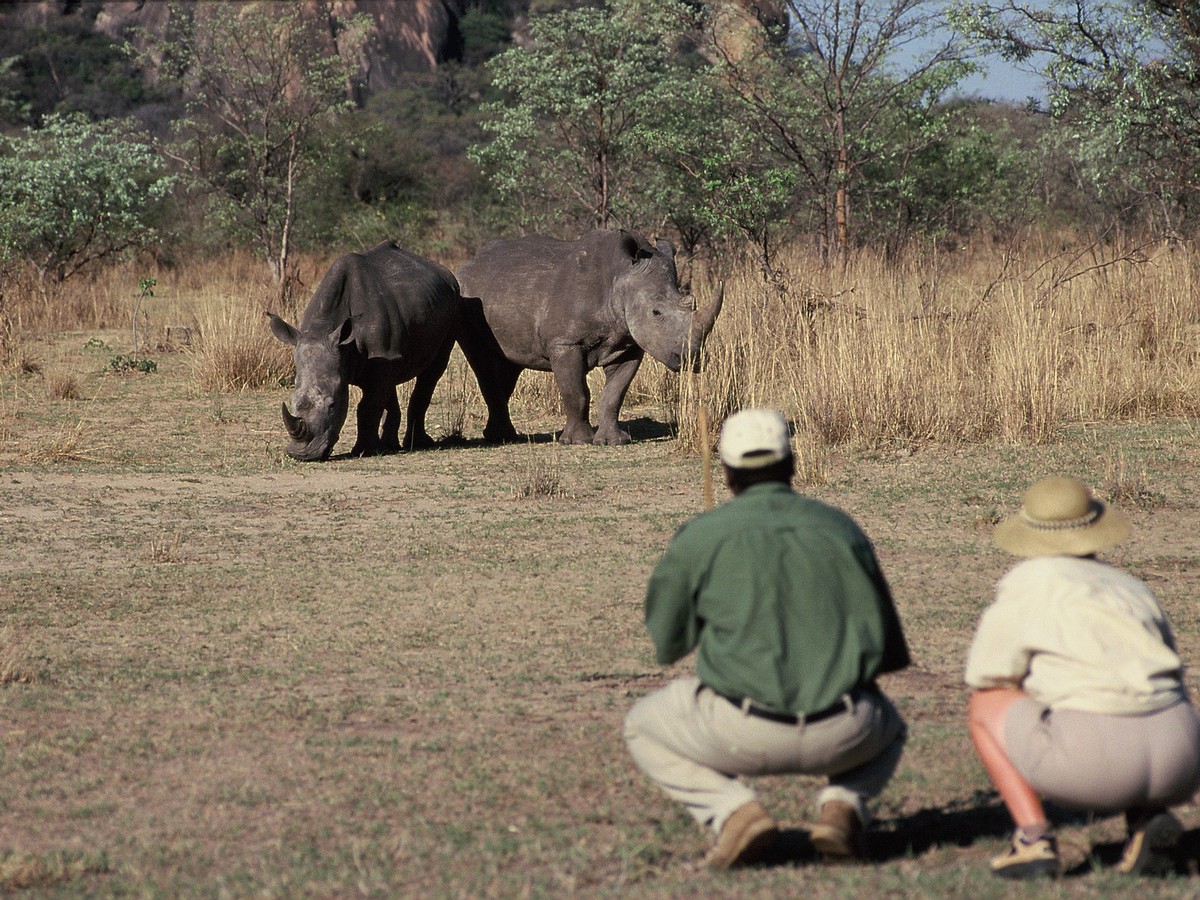 The best way to view and photograph these rare creatures is on foot, with a professional guide
