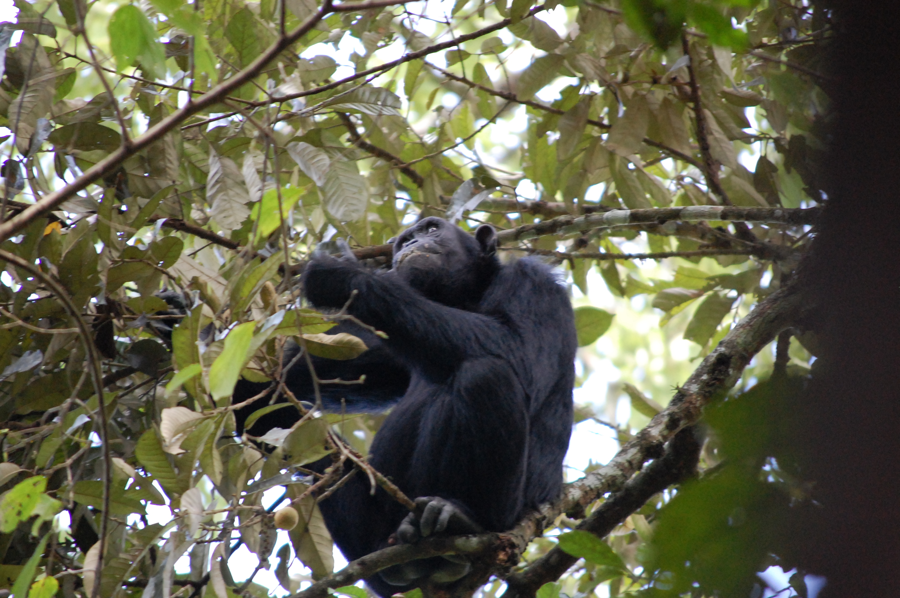 Budongo Eco Lodge, Murchison Falls | Timbuktu Travel