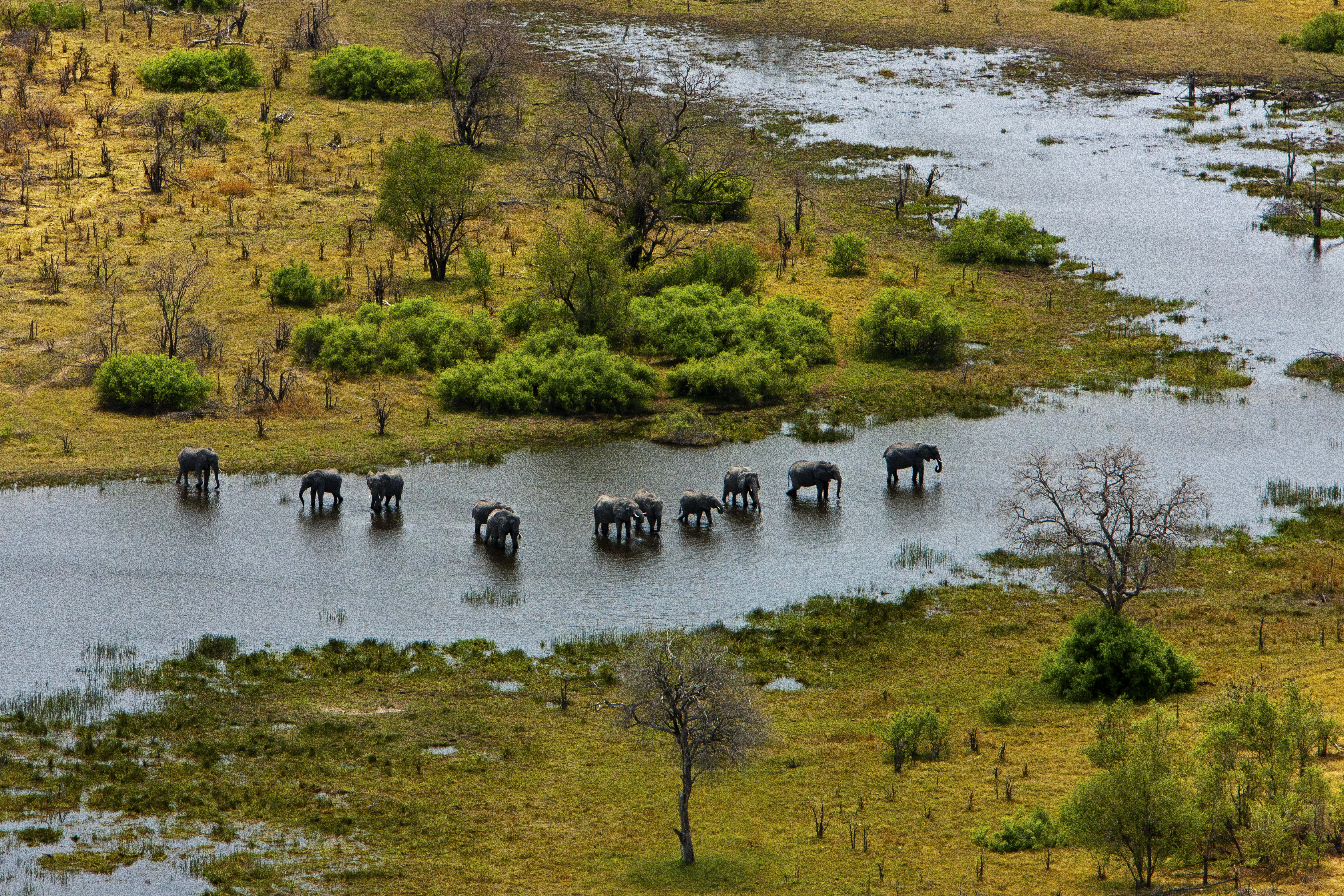 Elephants and the Selinda Spillway from the Air