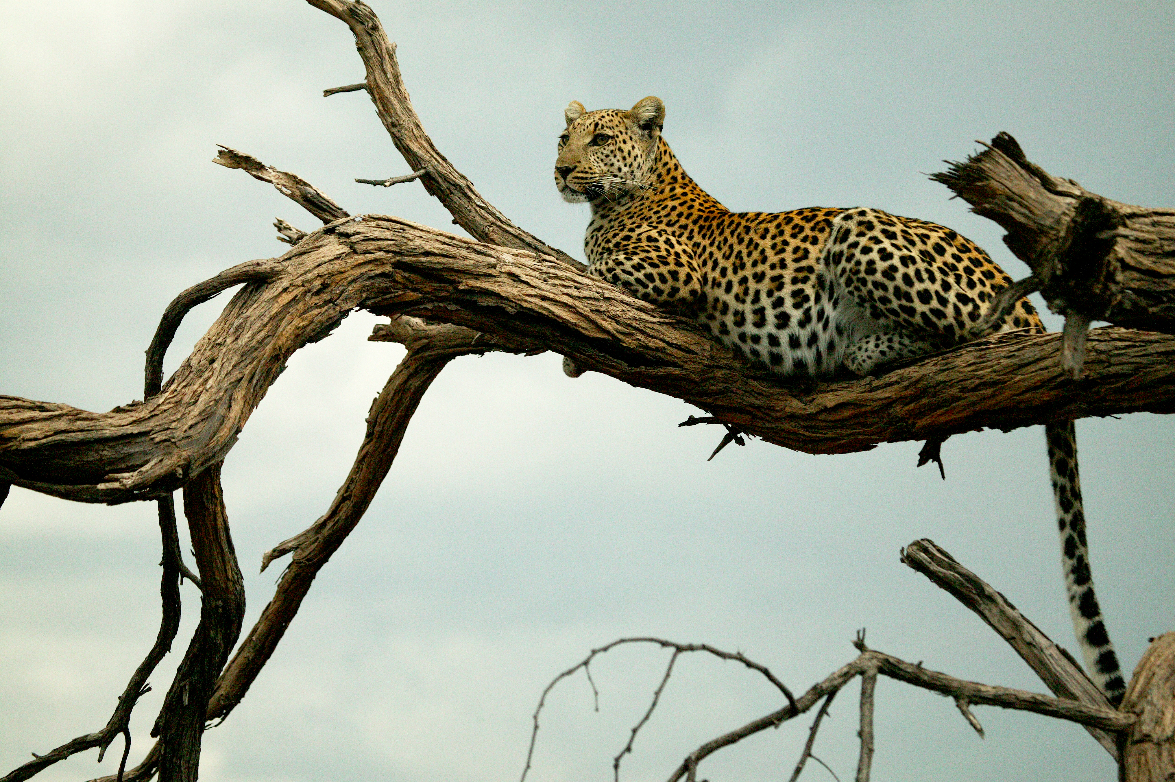 Leopard in the the Selinda Reserve