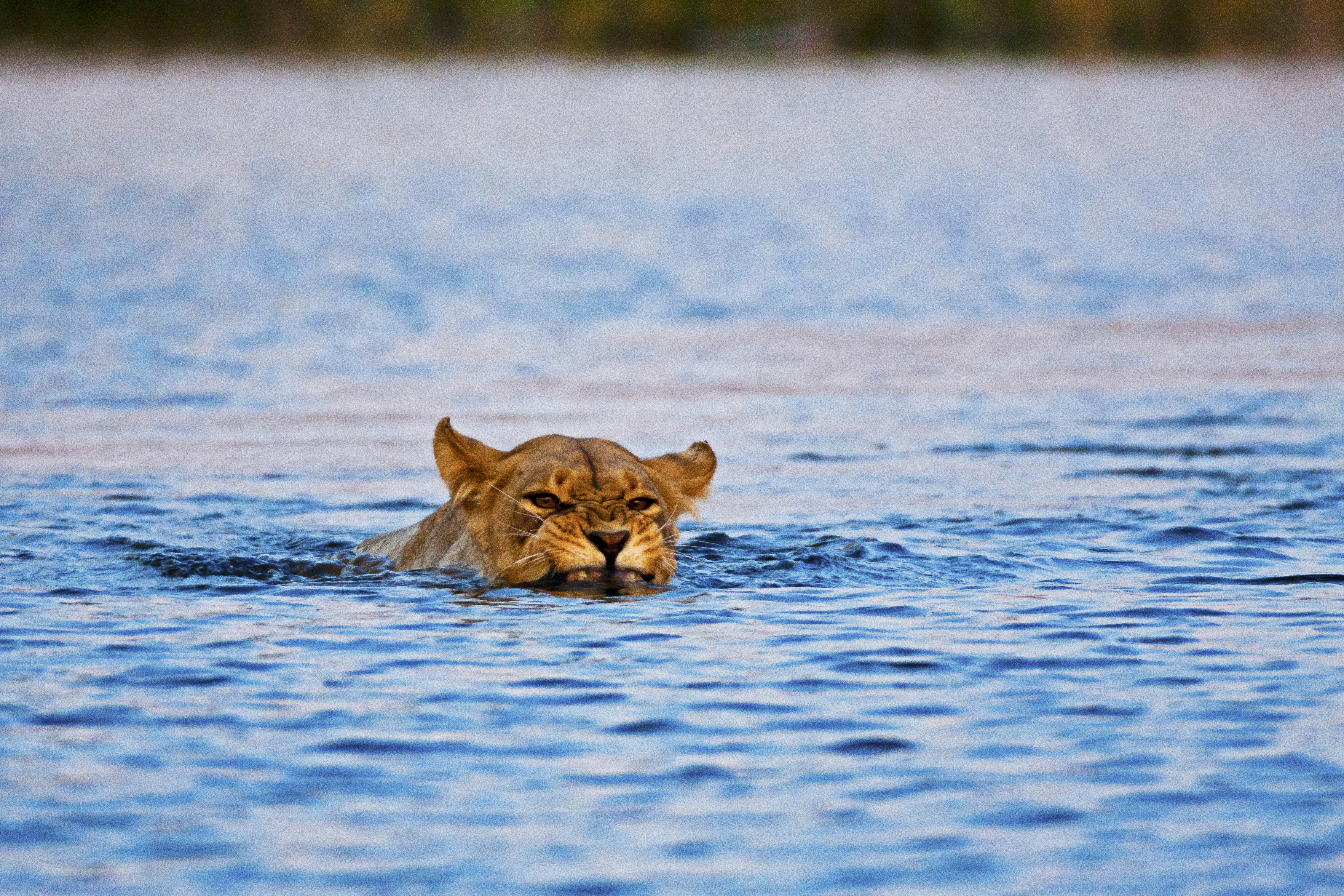 Lion Crossing the Selinda Spillway