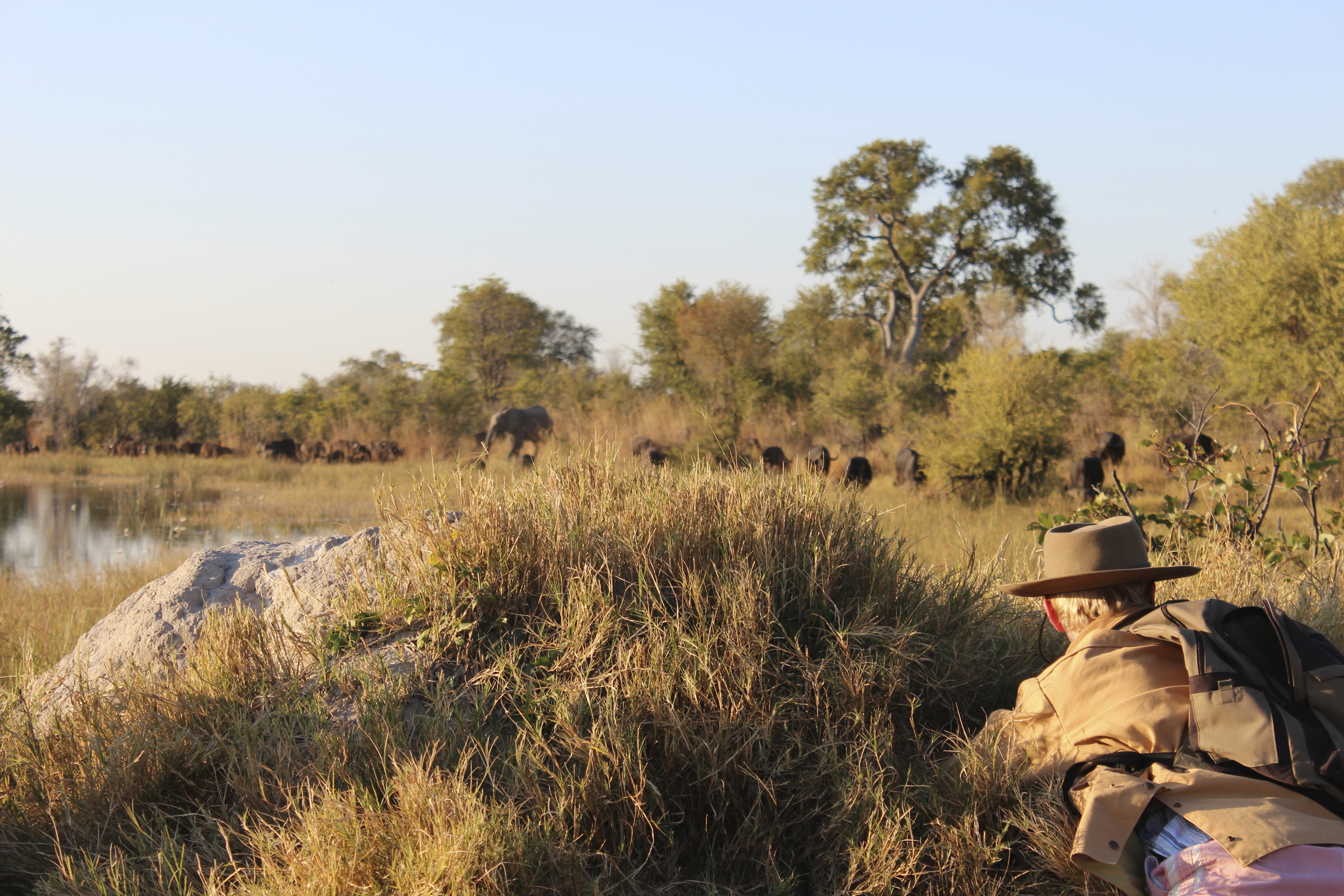 Motswiri has built a reputation for offering first class walking safaris.  A minimum of 3 nights and with a combination of fly camp for 5 nights or more.  