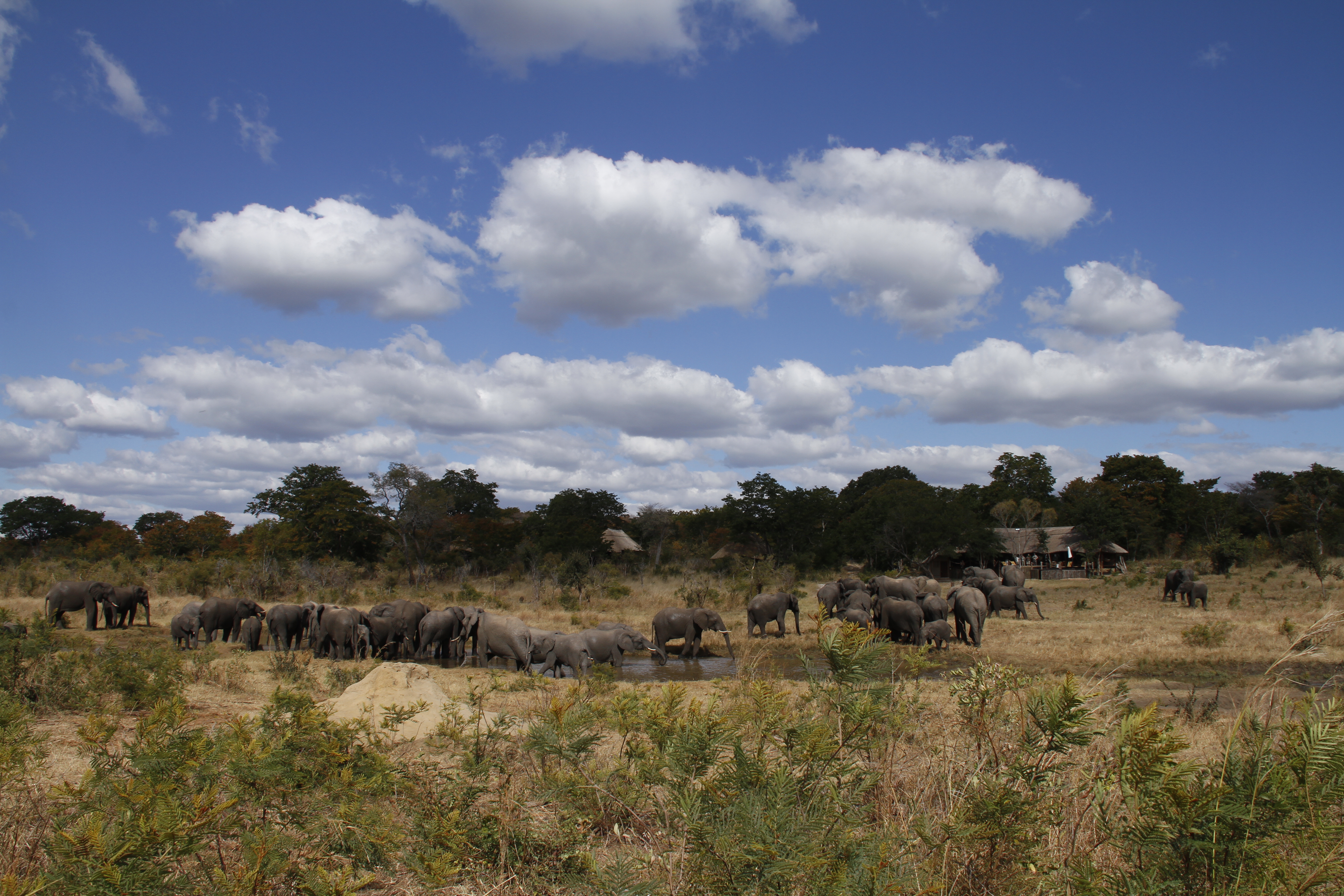 Breathe taking watering hole on Khulu Lodge's private concession