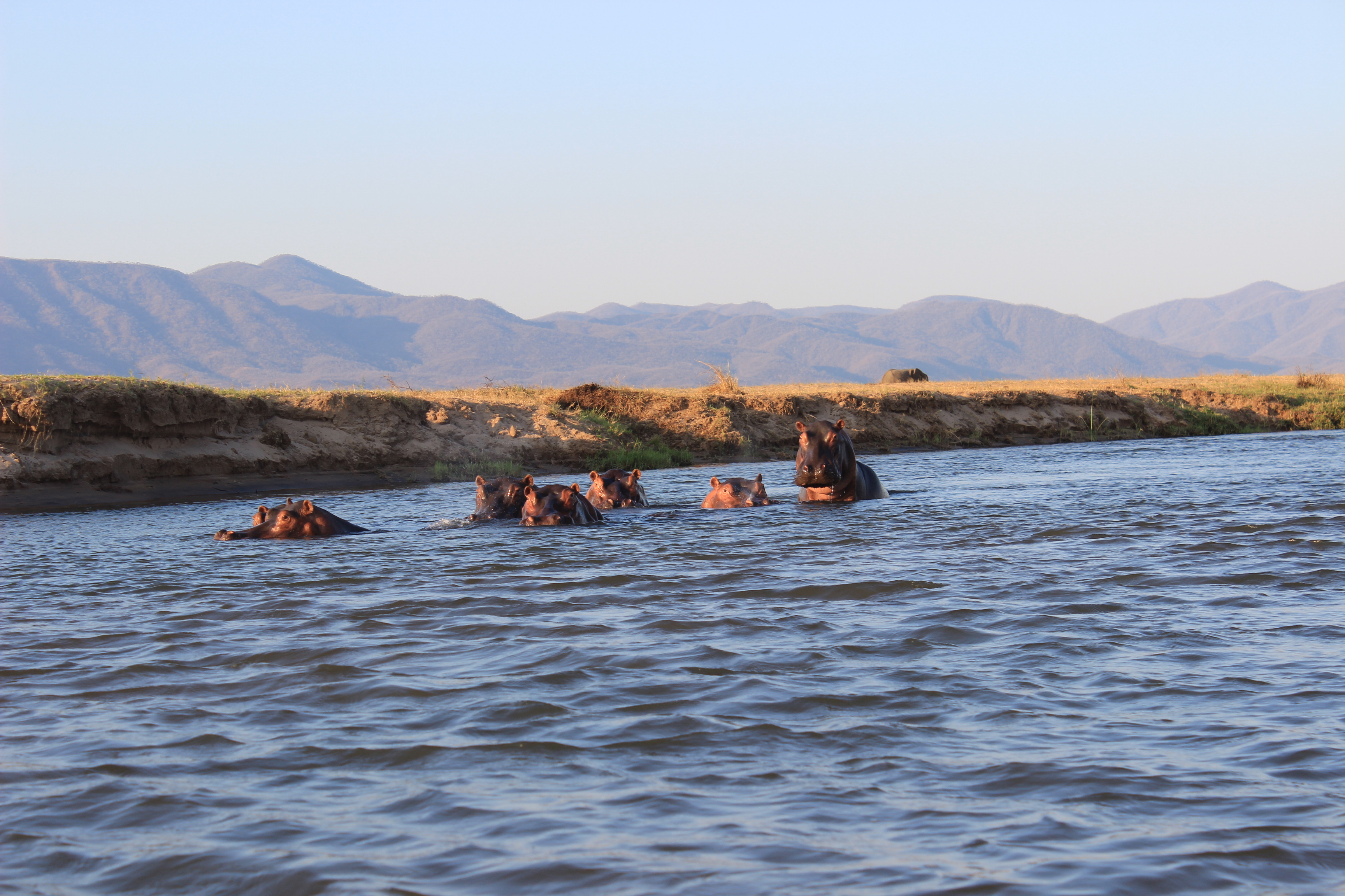 Hippos on the Zambezi River