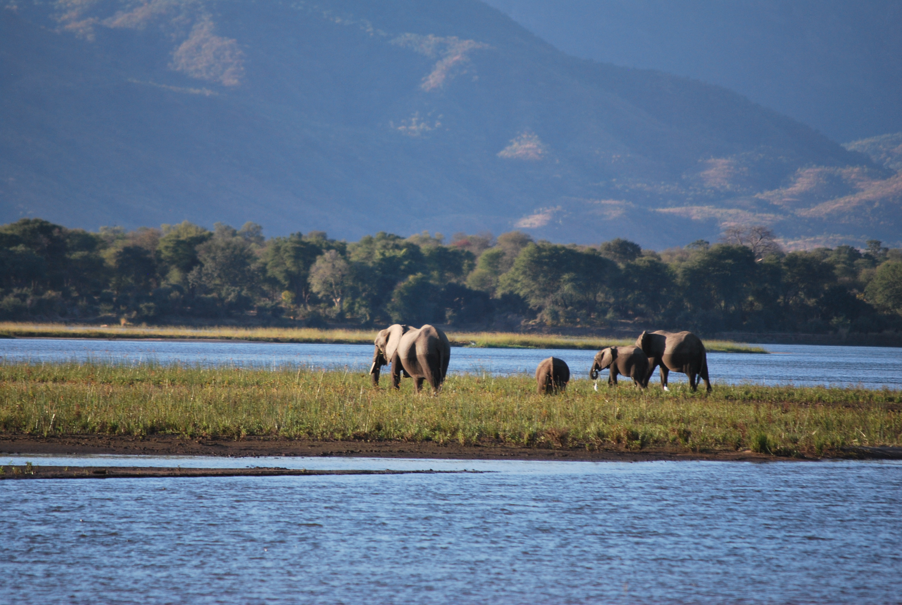 View of elephants on the Zambezi River