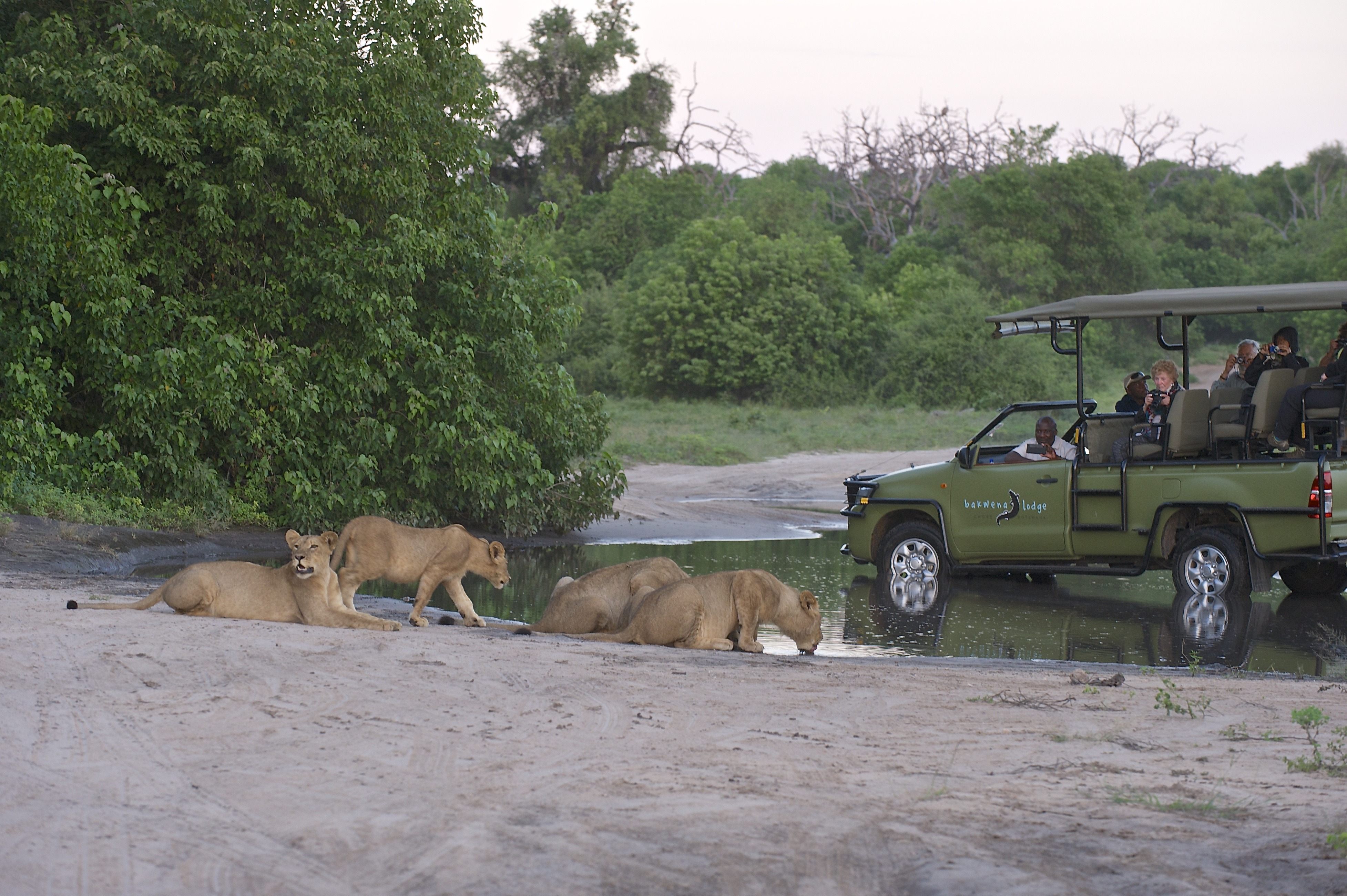 game viewers with a pride of lion