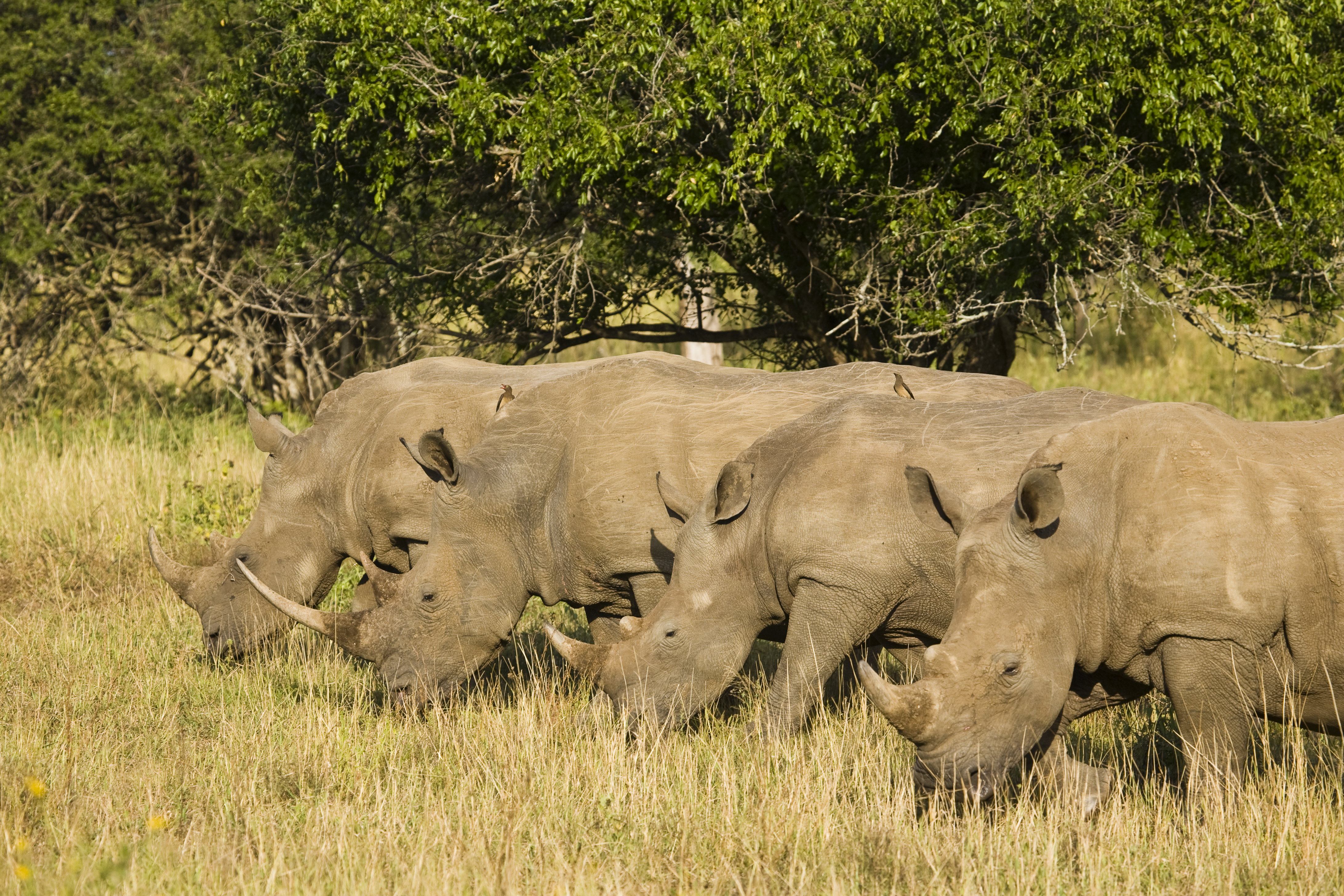 Hluhluwe Imfolosi is home of the White Rhino