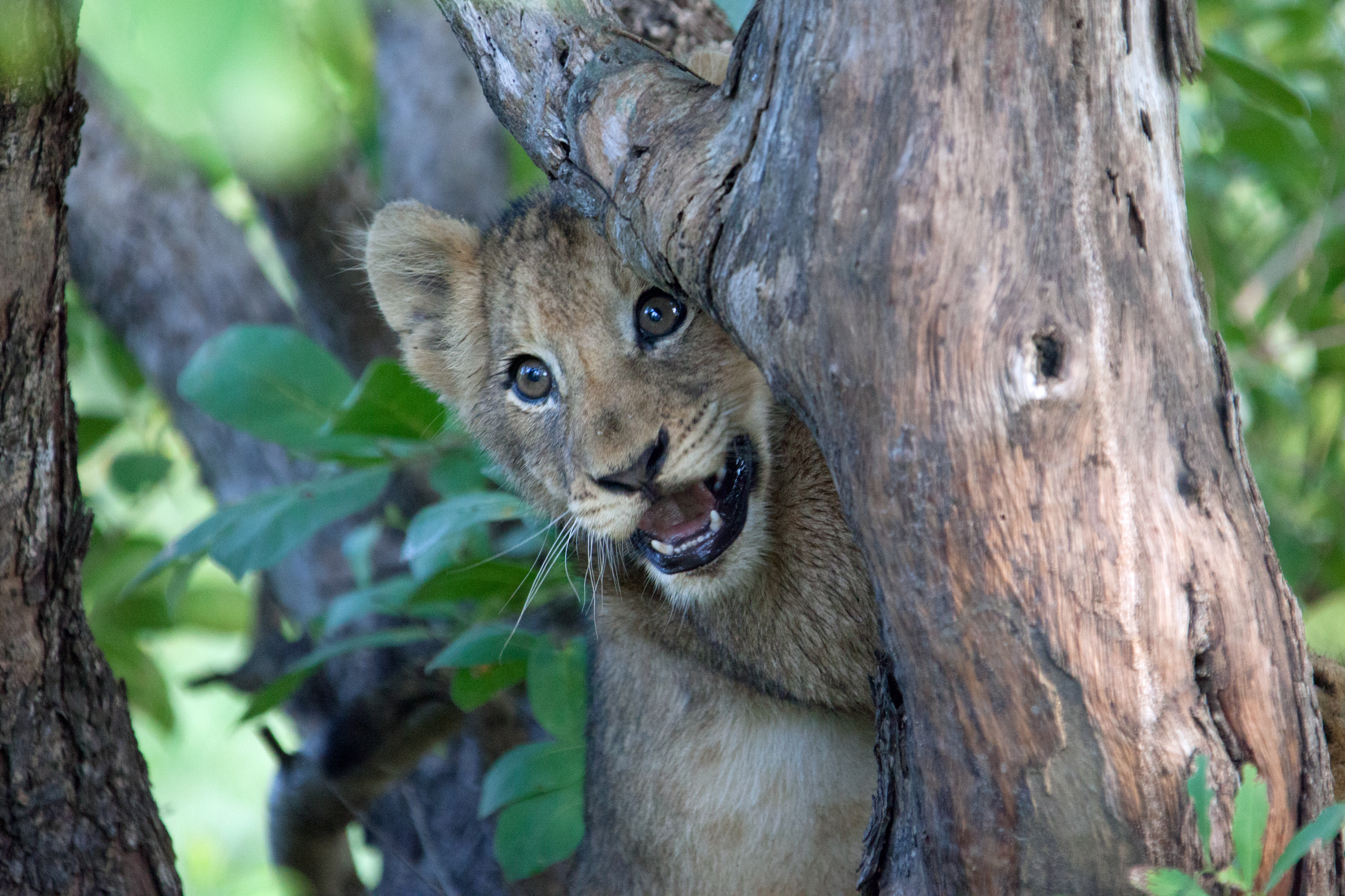 Lion cub in the tree